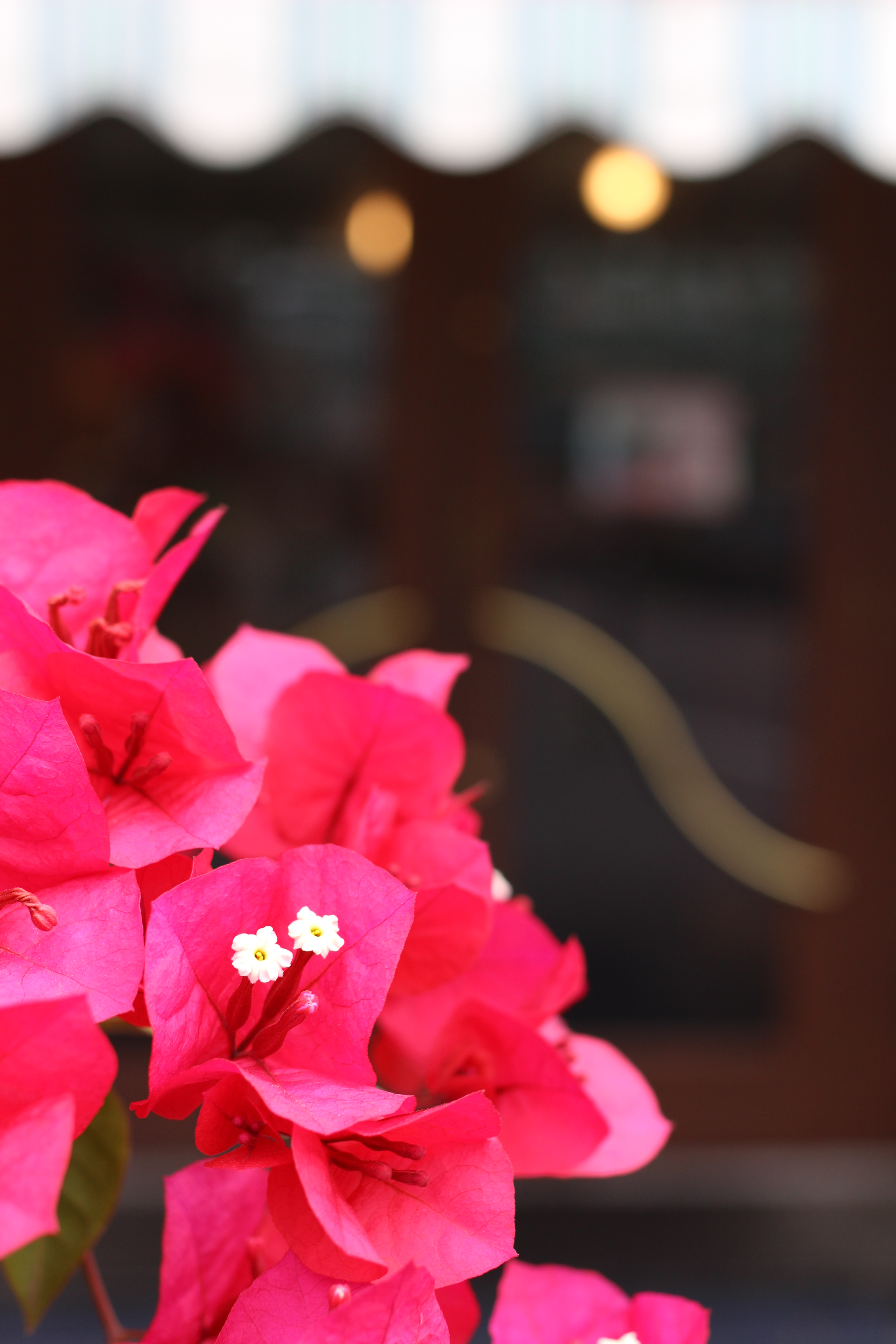 EOS Kiss X7 / EF 40mm F2.8 STM / 約4.1MB / 3,456×5,184 / 1/80秒 / F4 / 0EV / ISO100 / 40mm