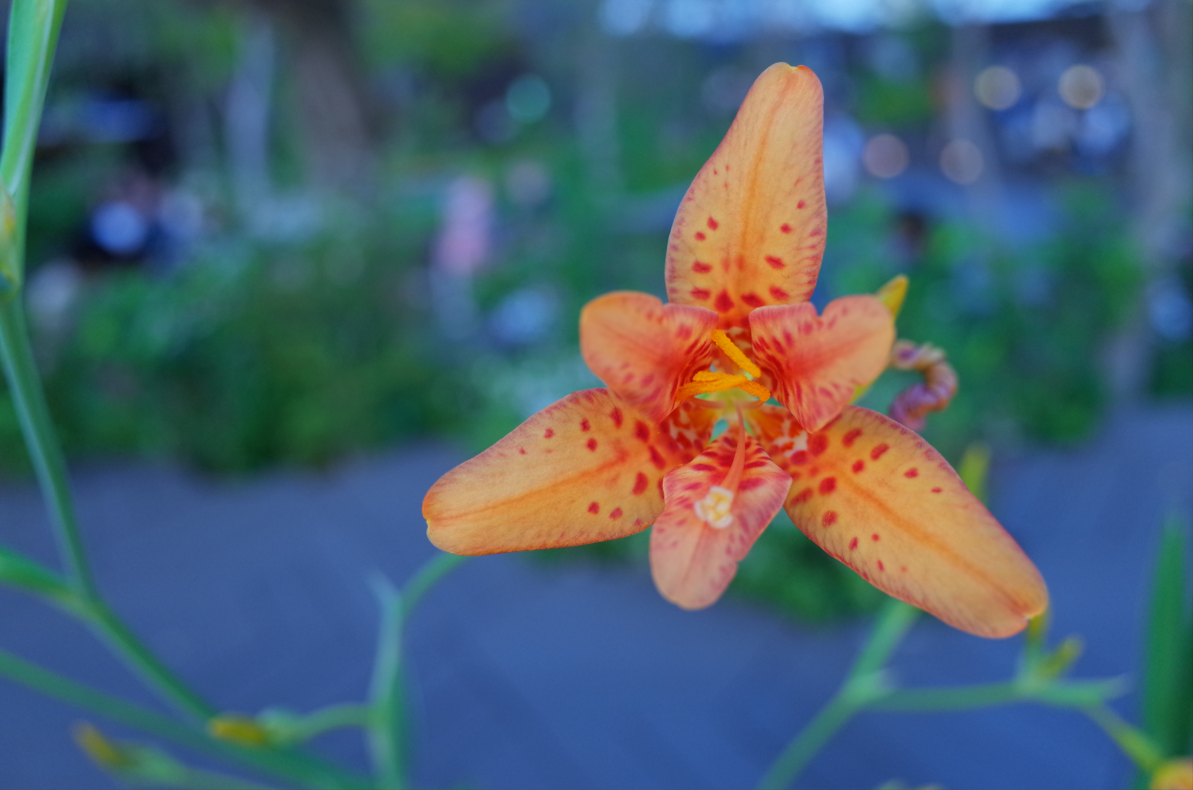 夕方の日が落ち始めた時間の花。若干、ホワイトバランスがおかしいようですが、許容範囲でしょうか。GR / 約5.7MB / 4,928×3,264 / 1/60秒 / F4 / -0.3EV / ISO320 / プログラムAE / WB：オート / 18.3mm