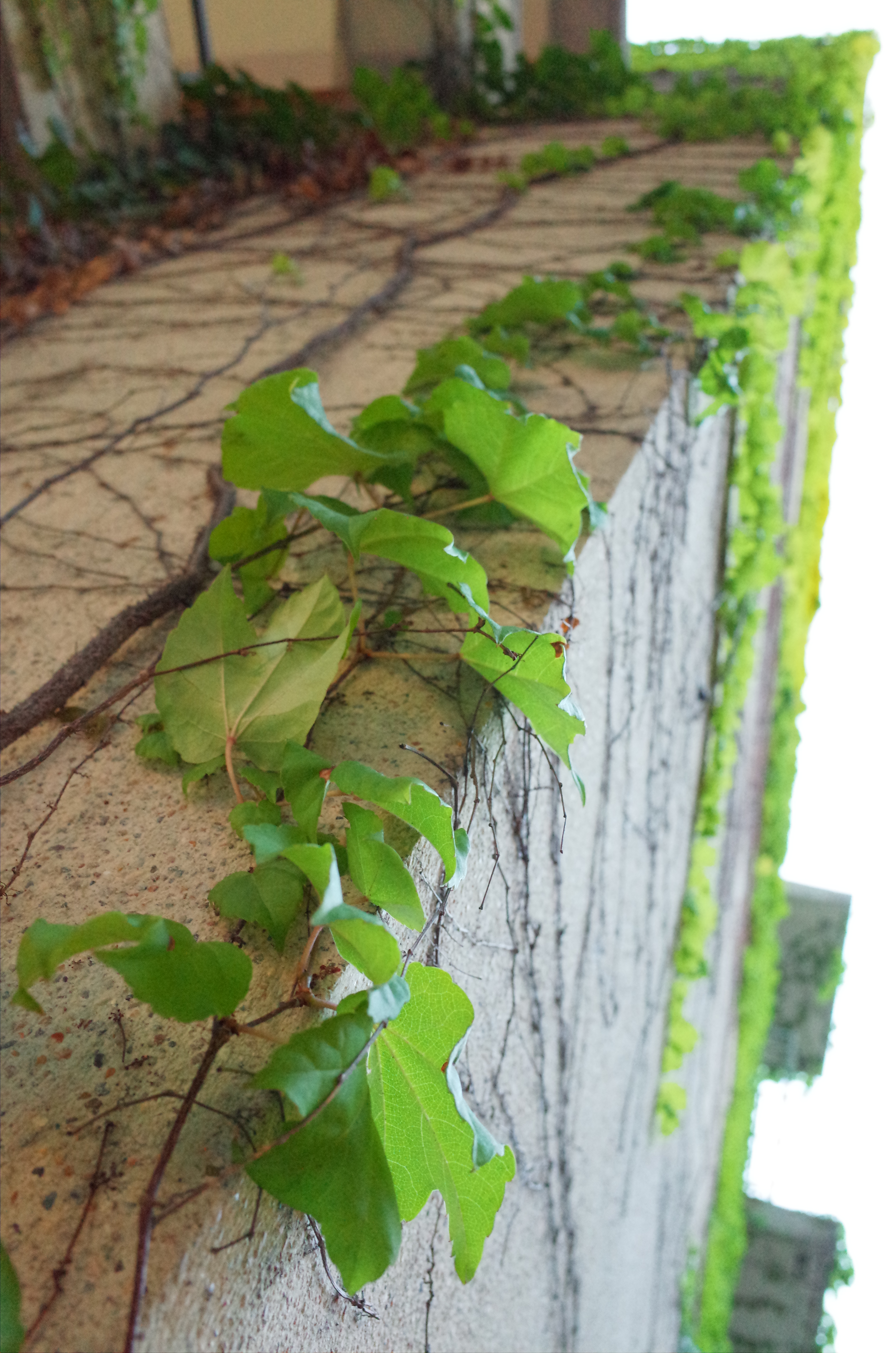 広角なレンズでは、なるべく撮りたいものに寄って、遠近感や形の変化の面白さを1つの画面のなかに写し取ることができます。GR / 約6MB / 3,264×4,928 / 1/30秒 / F4 / +1EV / ISO3200 / プログラムAE / WB：オート / 18.3mm