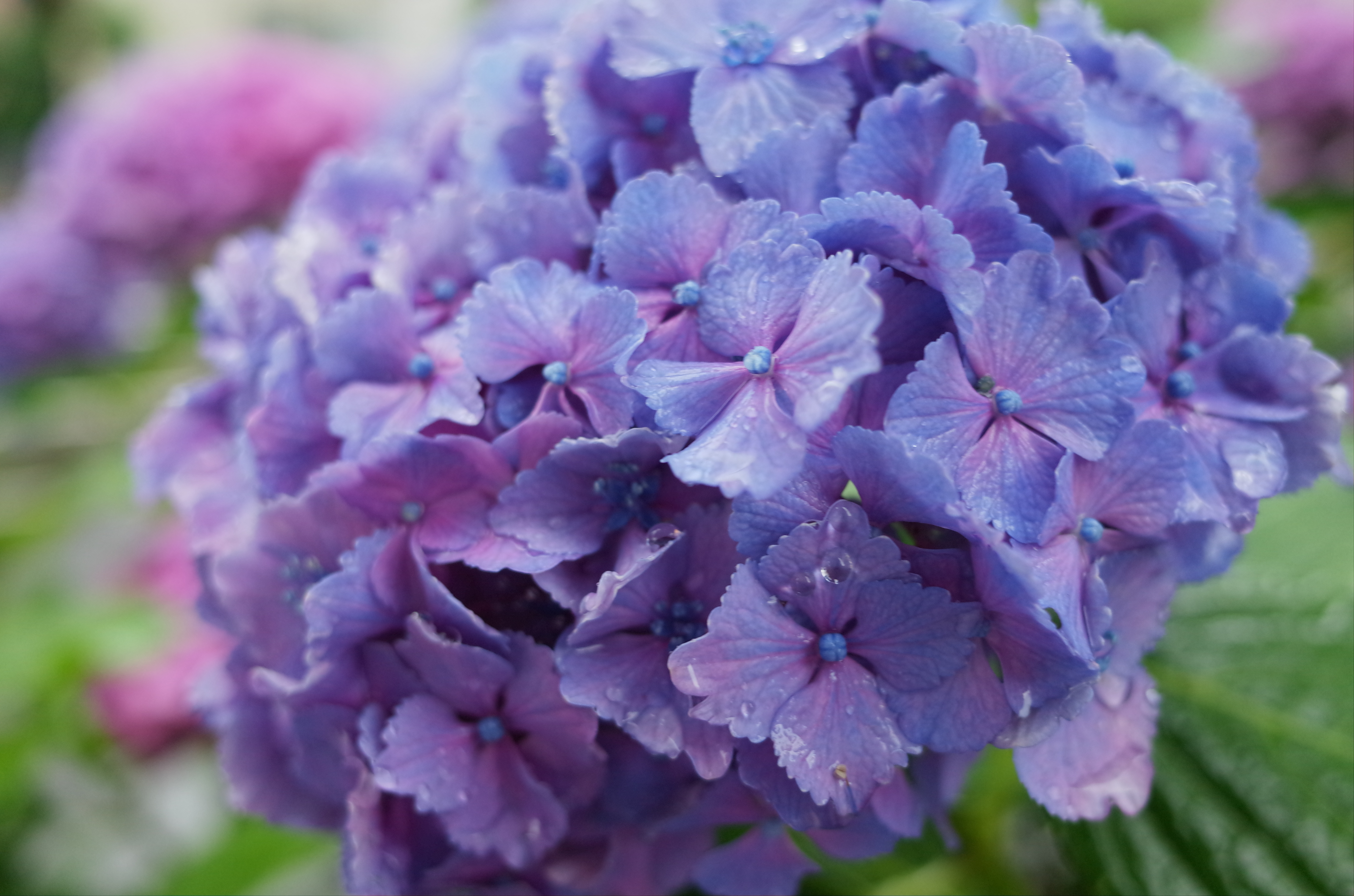 旬なので。小雨が降る日の道ばたのアジサイですが、最近は沿道の方が世話をしているのか、ずいぶん立派なものを見かけるようになりました。GR / 約5.6MB / 4,928×3,264 / 1/125秒 / F2.8 / -0.3EV / ISO320 / 絞り優先AE / WB：オート / 18.3mm