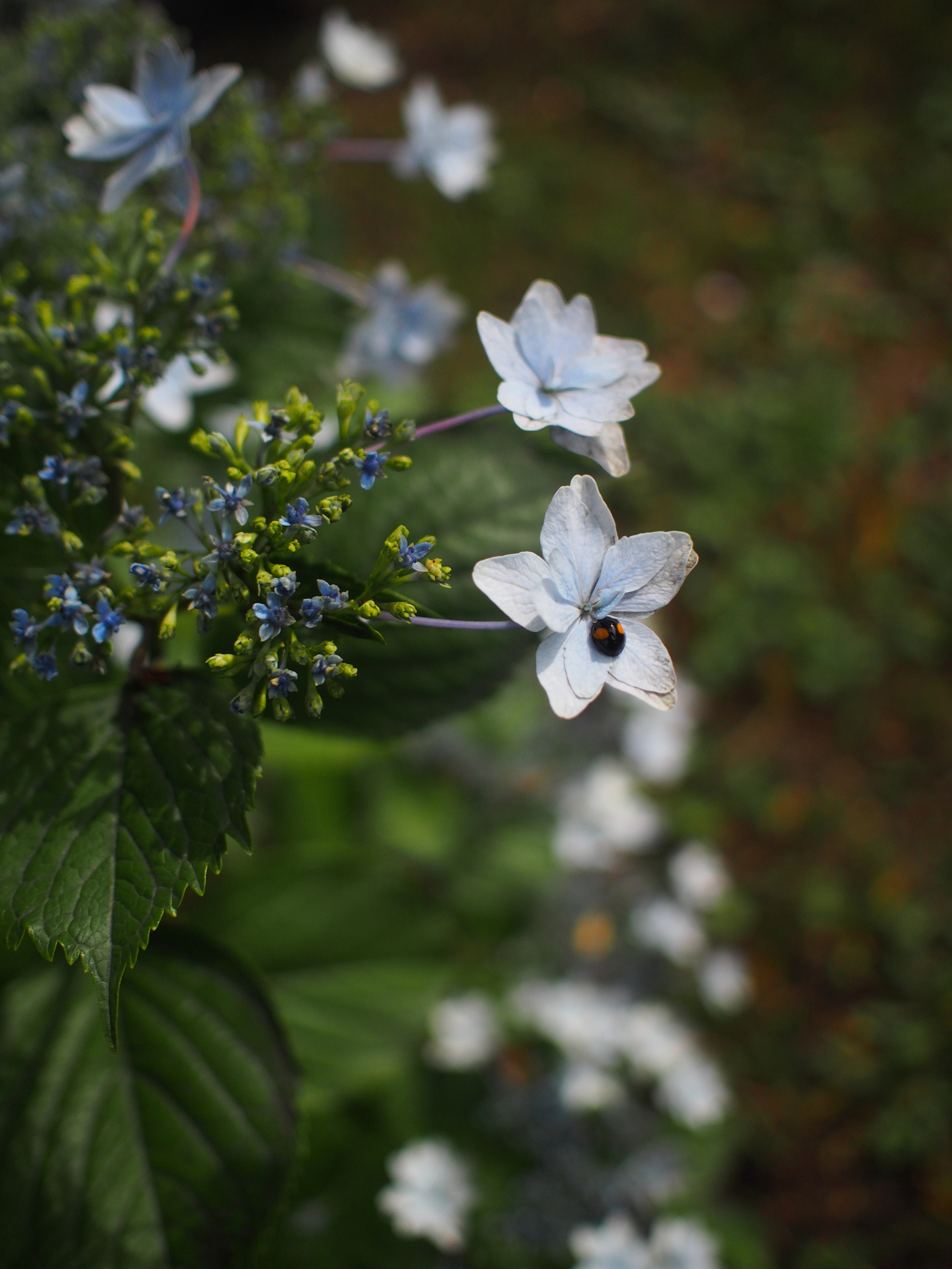 最高1/8,000秒のシャッターにより、明るい日中でも大口径レンズの開放付近を使って背景ボケを活かした表現ができる。新設のISO LOWを併用すればさらに効果的だ。