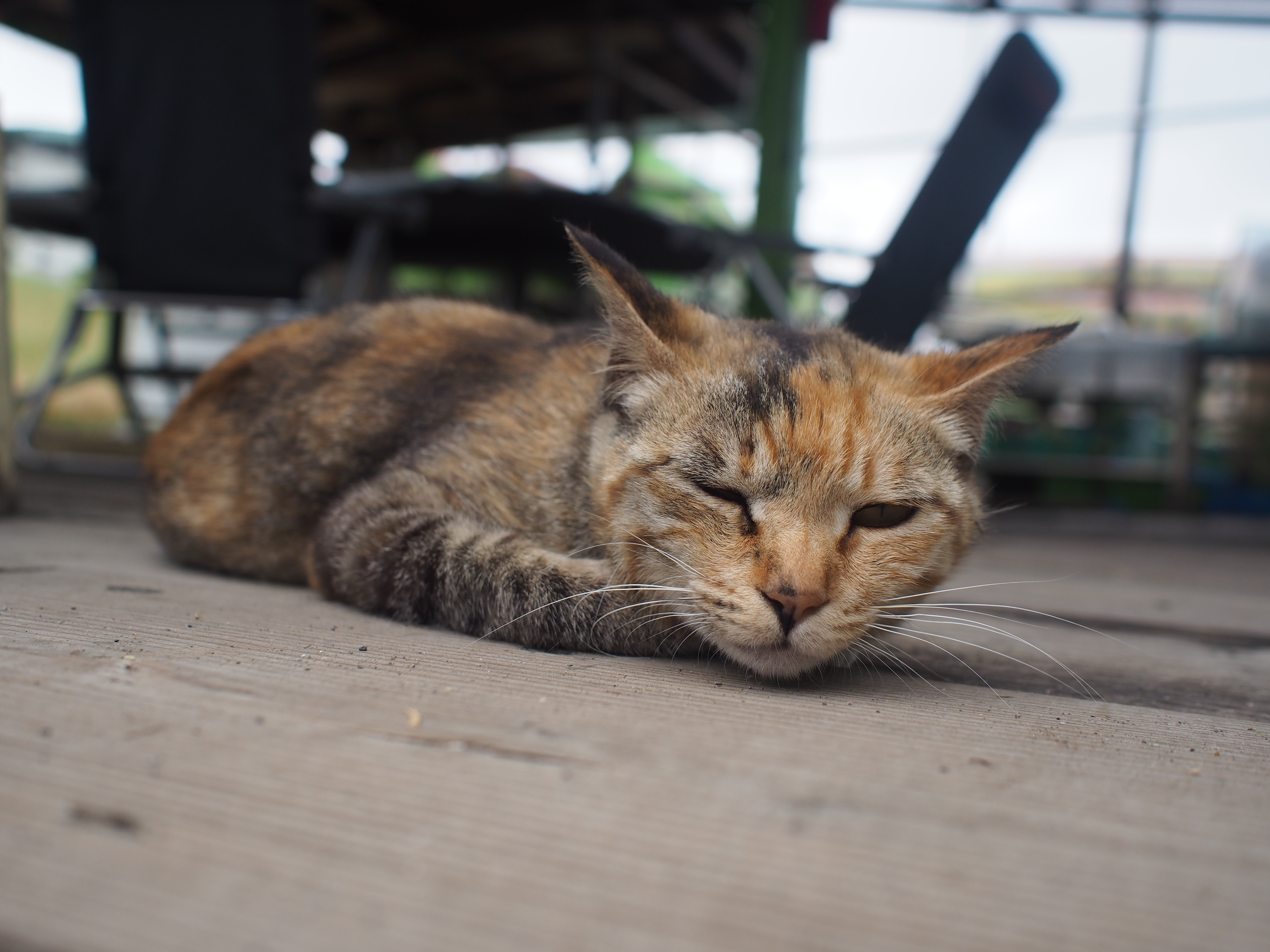 E-P5 / M.ZUIKO DIGITAL 17mm F1.8 / 約6.8MB / 4,608×3,456 / 1/1,600秒 / F2.8 / 0EV / ISO200 / 17mm