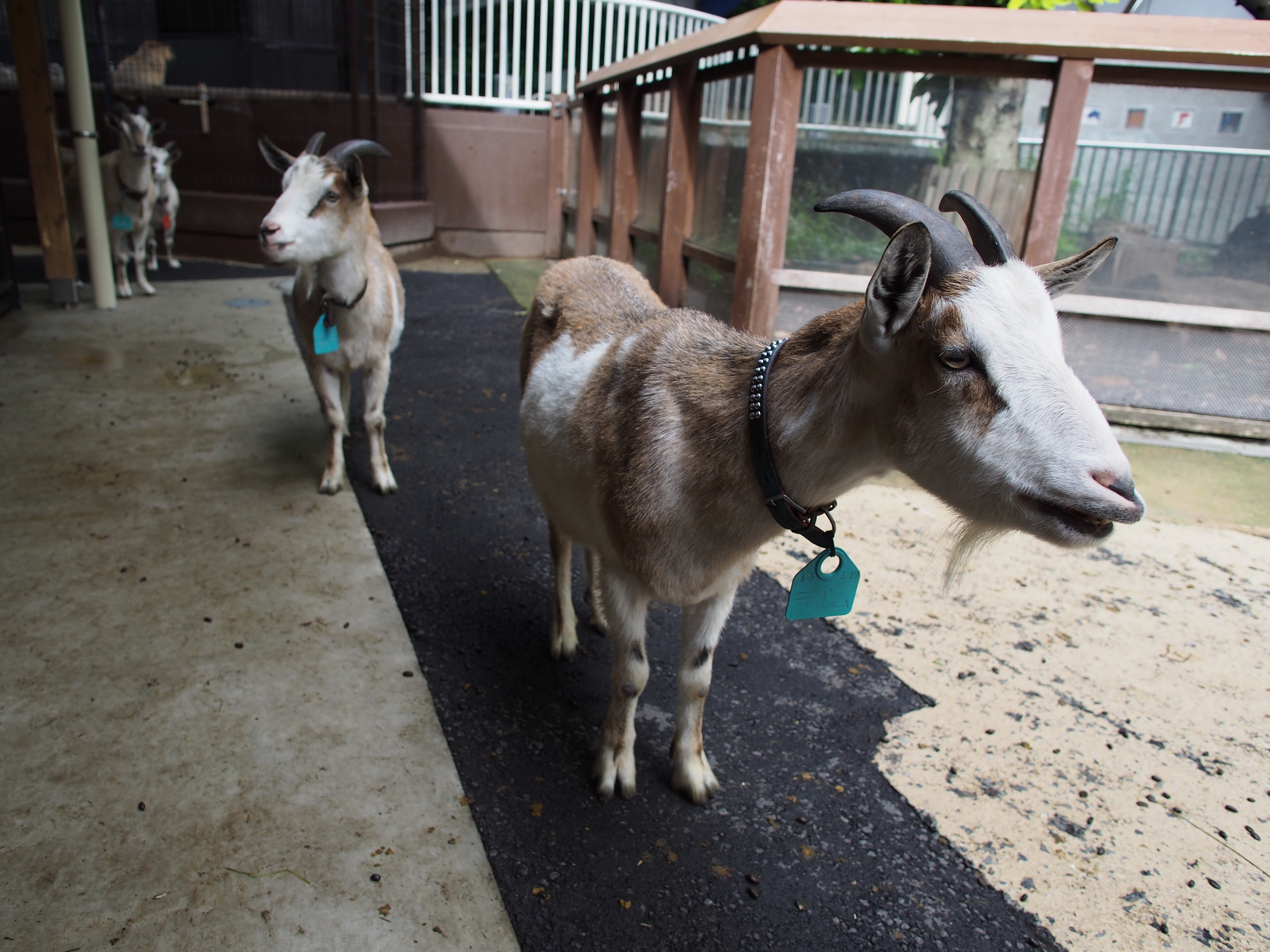 E-P5 / M.ZUIKO DIGITAL ED 12mm F2 / 約7.7MB / 4,608×3,456 / 1/200秒 / F2.8 / +0.7EV / ISO200 / 12mm