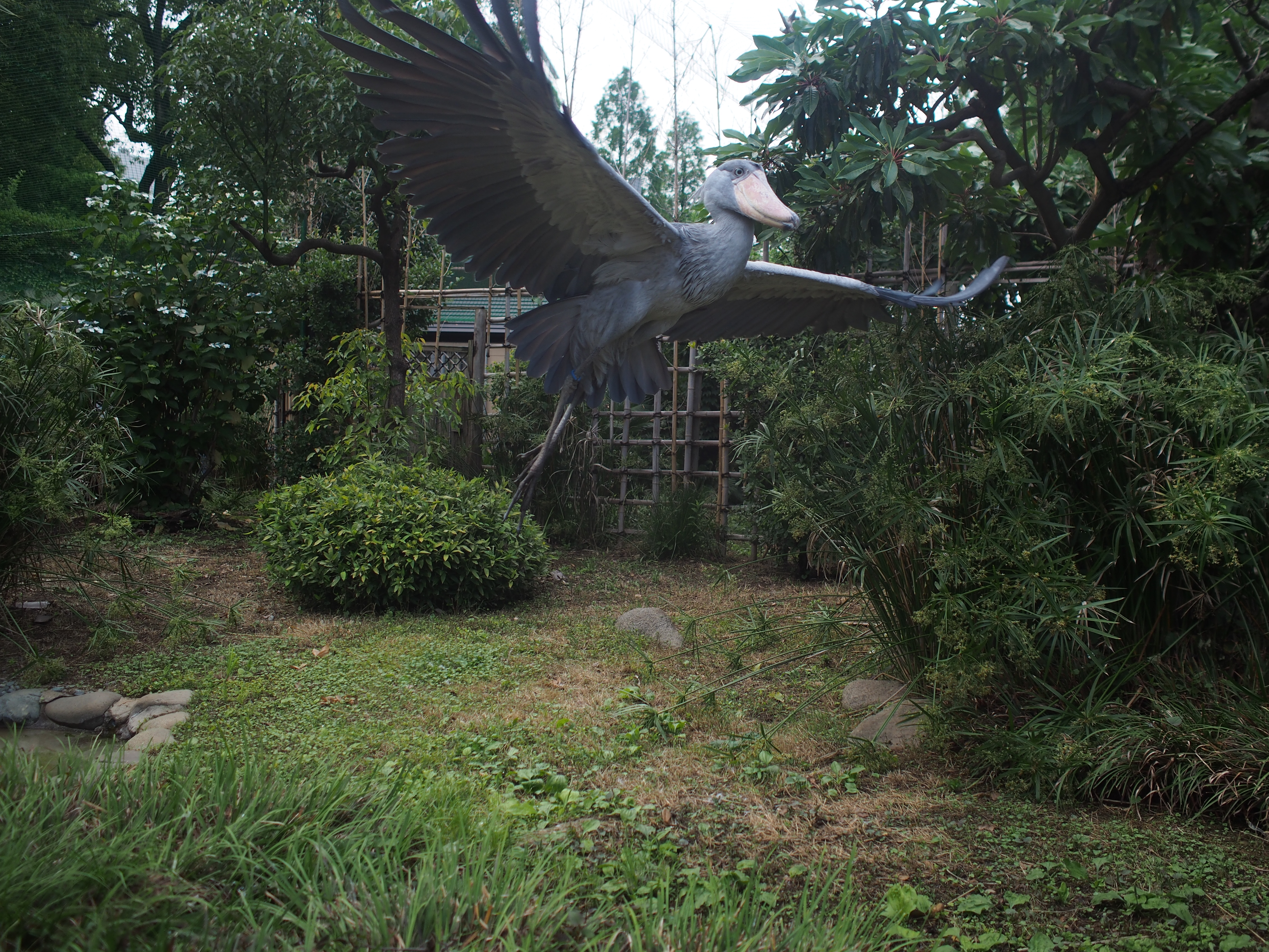 E-P5 / M.ZUIKO DIGITAL 17mm F1.8 / 約5.7MB / 4,608×3,456 / 1/1,000秒 / F2 / -0.7EV / ISO200 / 17mm