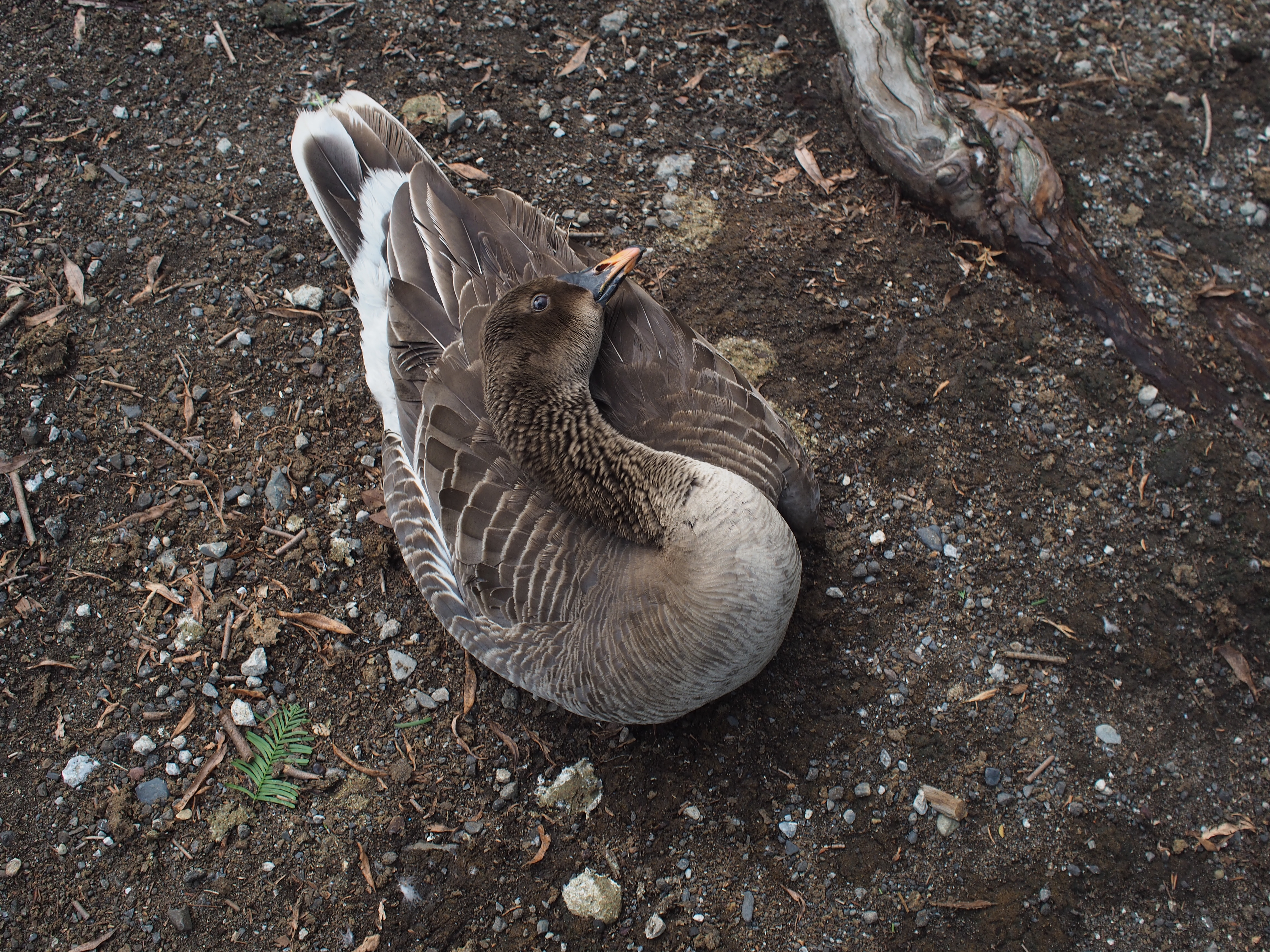 E-P5 / M.ZUIKO DIGITAL 17mm F1.8 / 約6.7MB / 4,608×3,456 / 1/125秒 / F5 / -0.7EV / ISO200 / 17mm