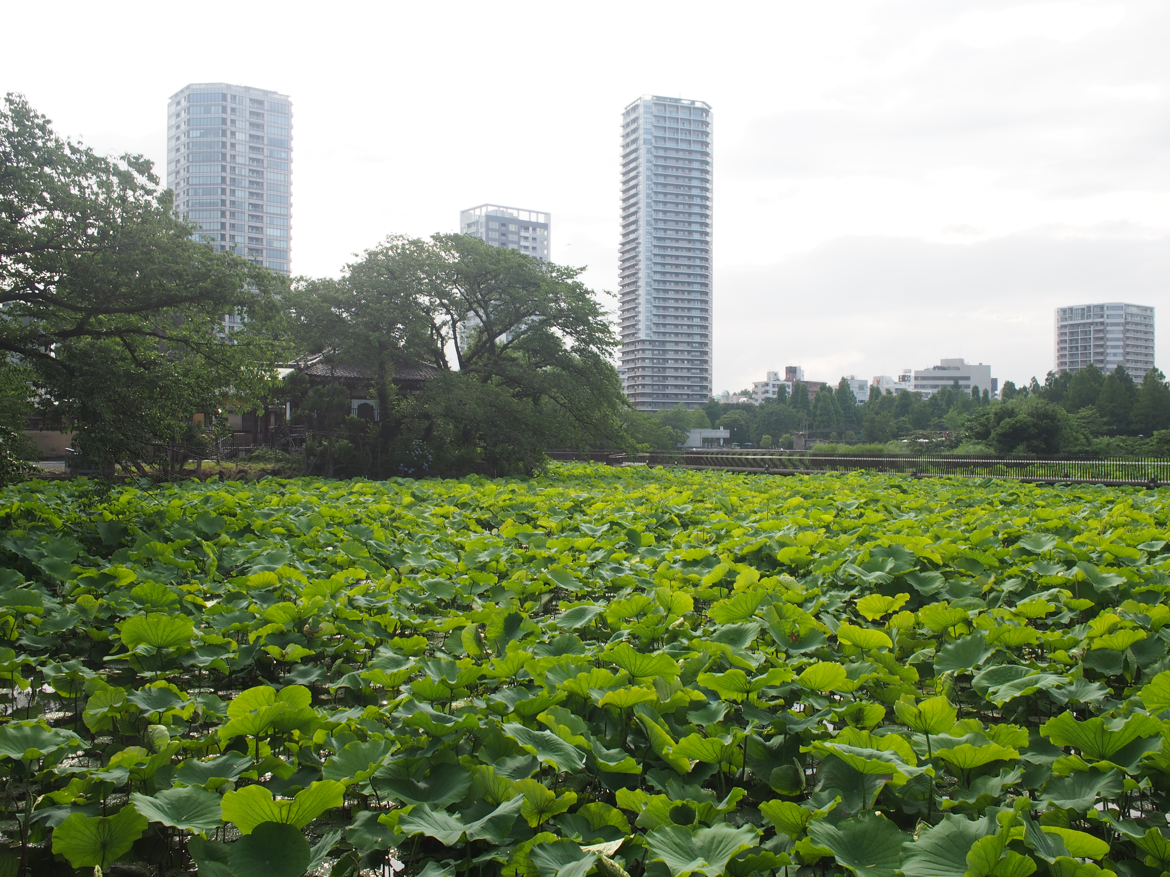E-P5 / M.ZUIKO DIGITAL 17mm F1.8 / 約6.9MB / 4,608×3,456 / 1/160秒 / F7 / +0.7EV / ISO200 / 17mm