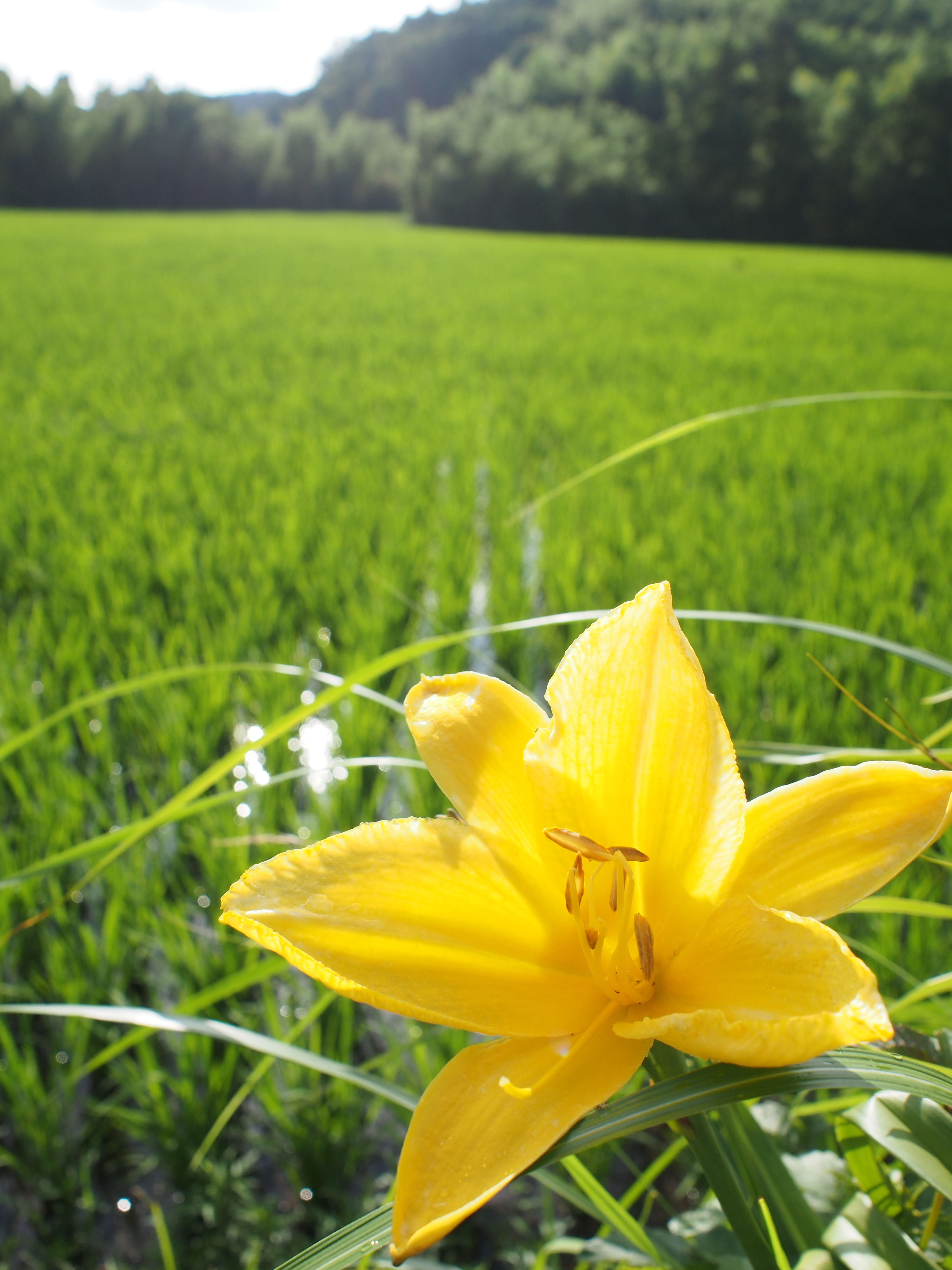 1/500秒 / F5.6 / +0.7EV / ISO200 / 絞り優先AE / WB：5,300K / 17mm