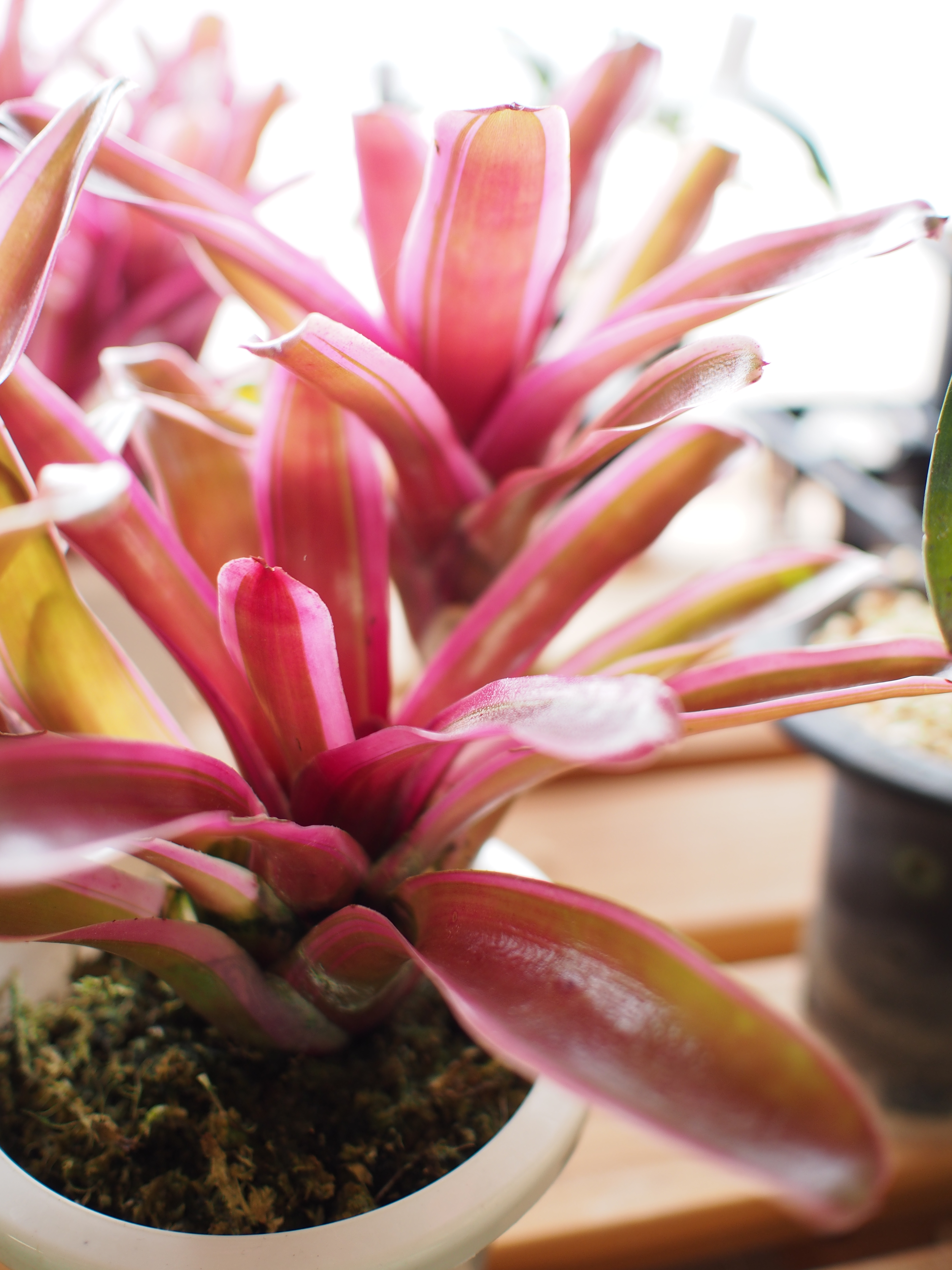 1/160秒 / F1.8 / +1EV / ISO200 / プログラム / WB：オート / 17mm