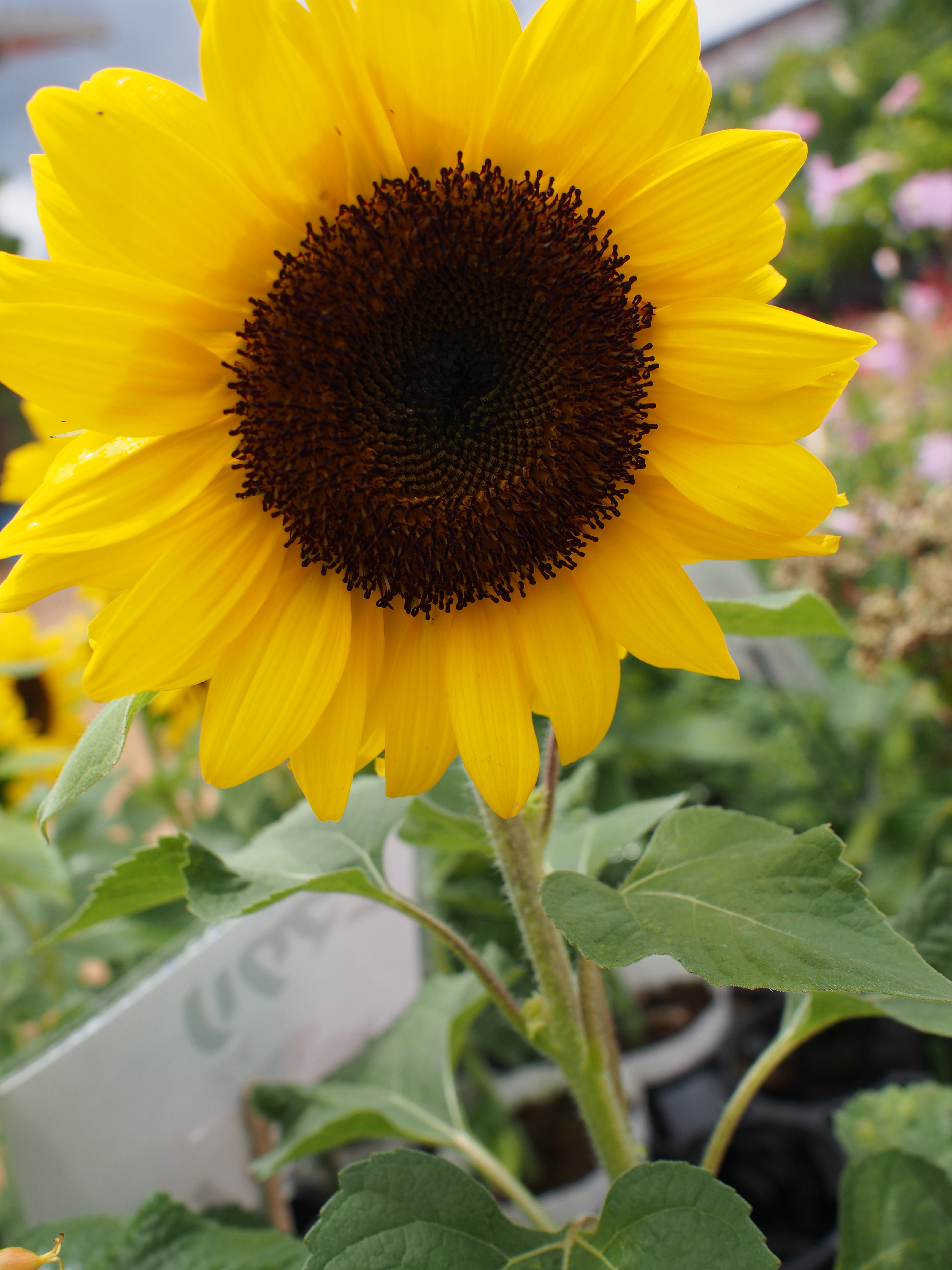 1/1,000秒 / F4.5 / 0EV / ISO200 / プログラム / WB：オート / 17mm