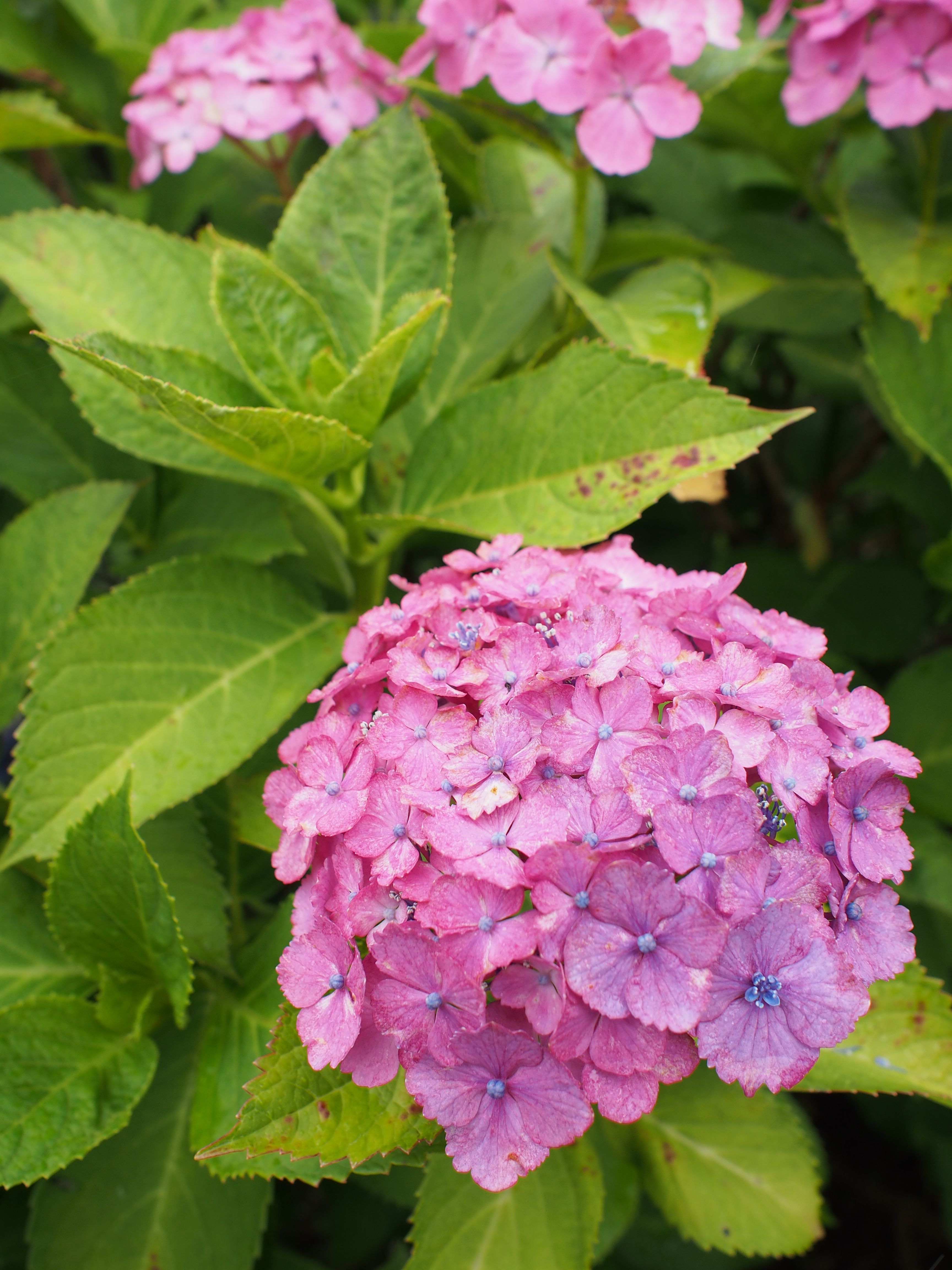 1/320秒 / F4 / +0.3EV / ISO200 / プログラム / WB：オート / 17mm