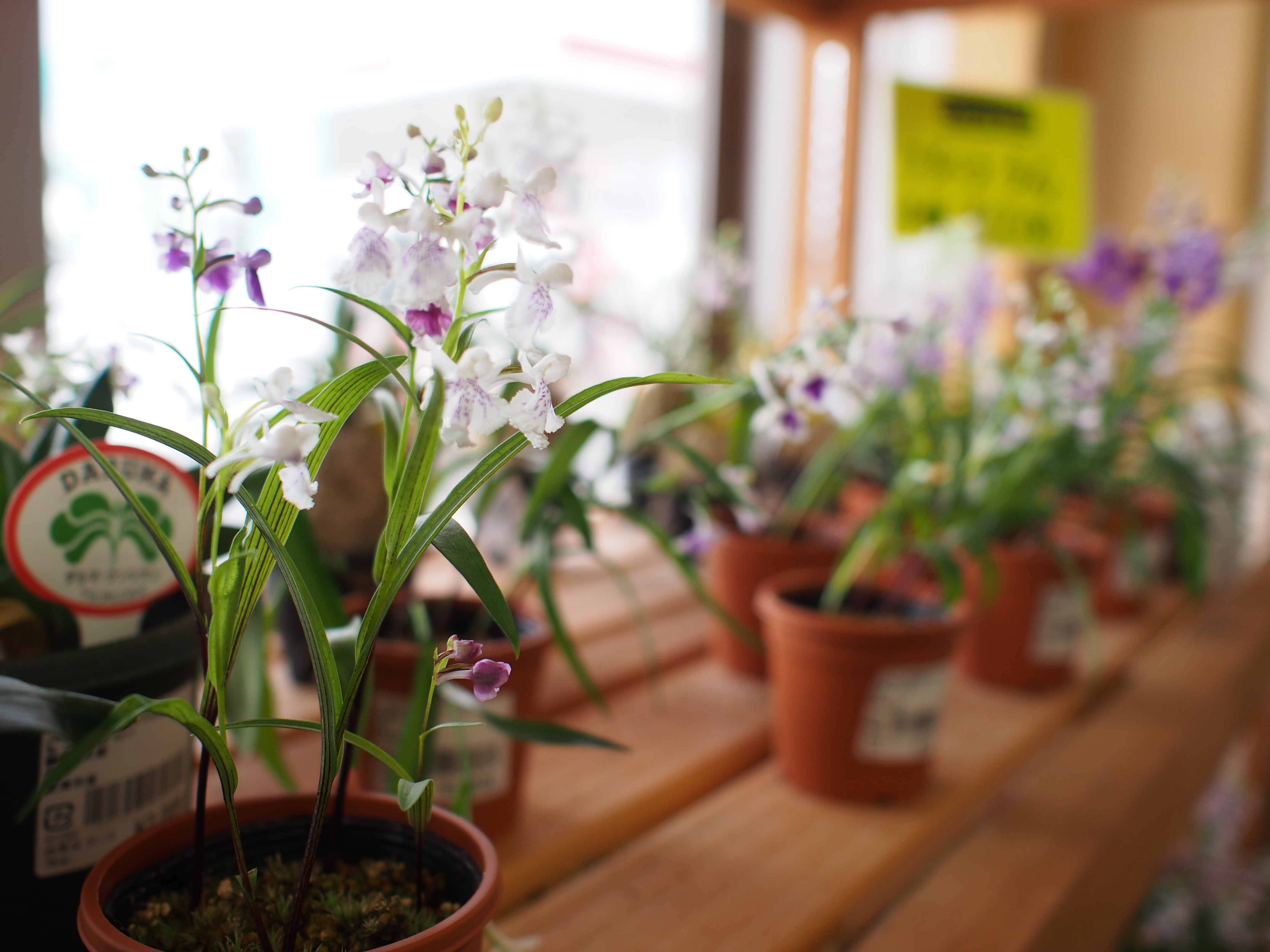 1/250秒 / F2.2 / +1EV / ISO200 / プログラム / WB：オート / 17mm