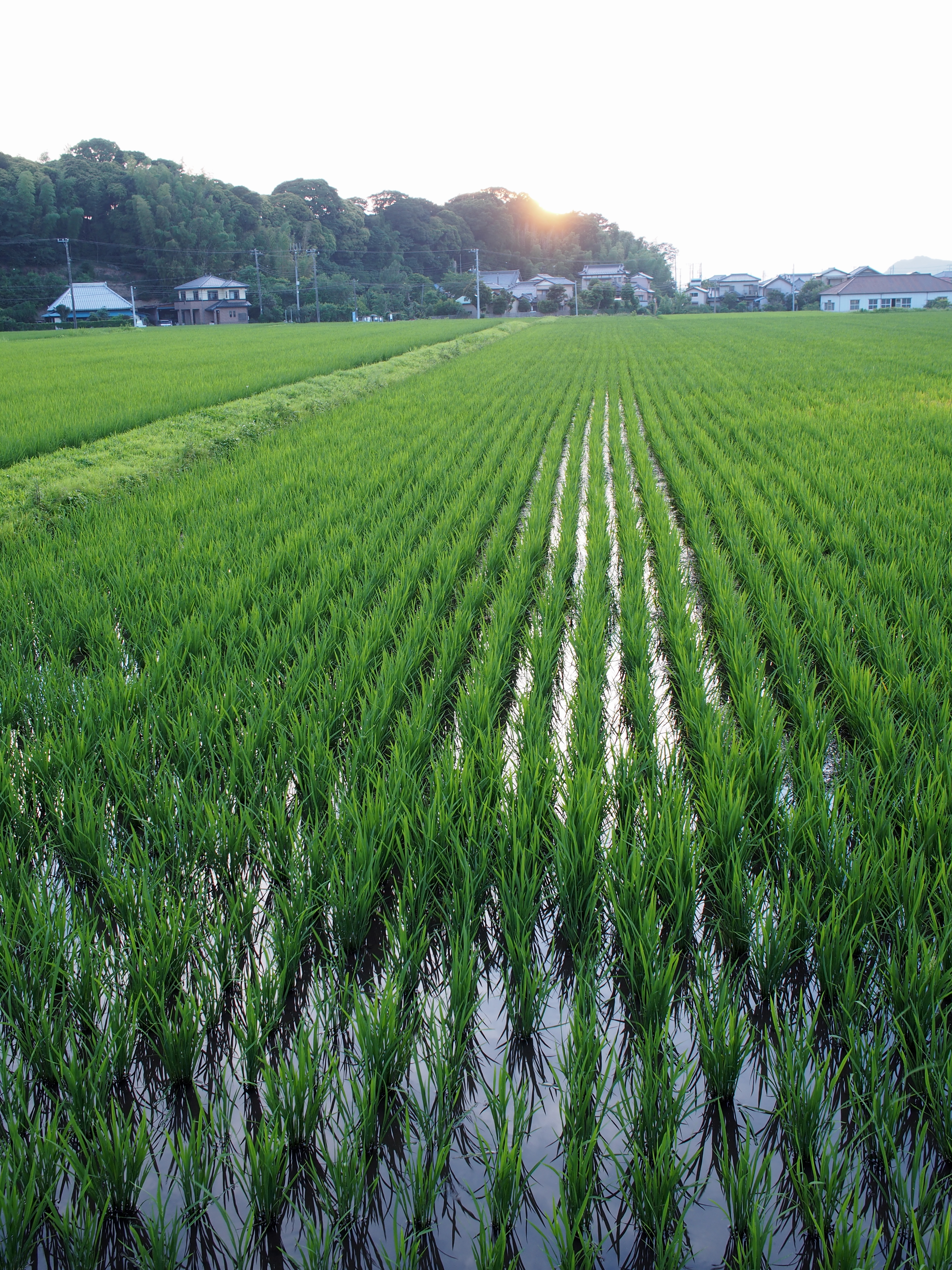 1/20秒 / F5.6 / +0.3EV / ISO200 / 絞り優先AE / WB：5,300K / 17mm