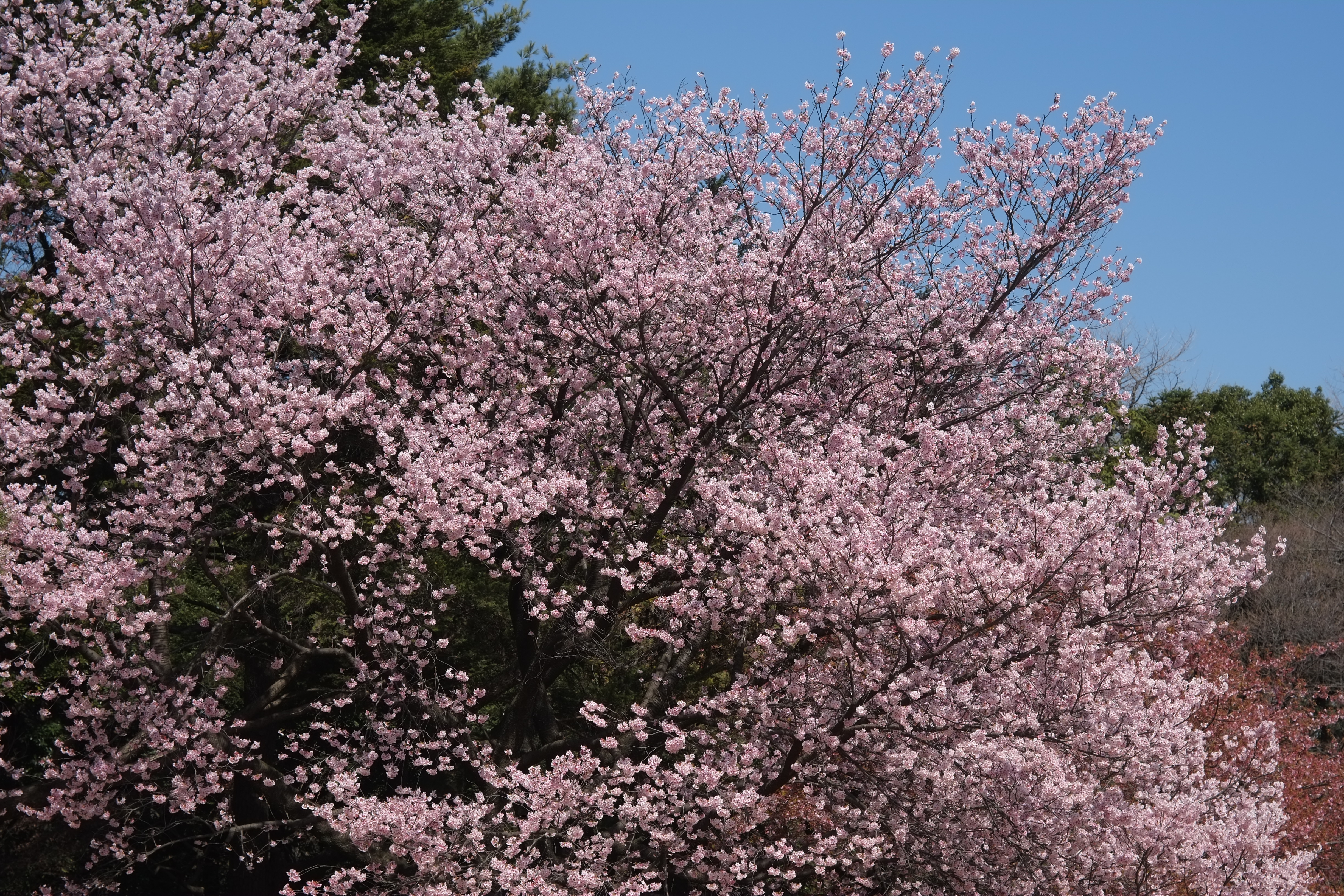 1/900秒 / -0.3EV / ISO200 / 絞り優先AE / WB：晴れ / 50mm