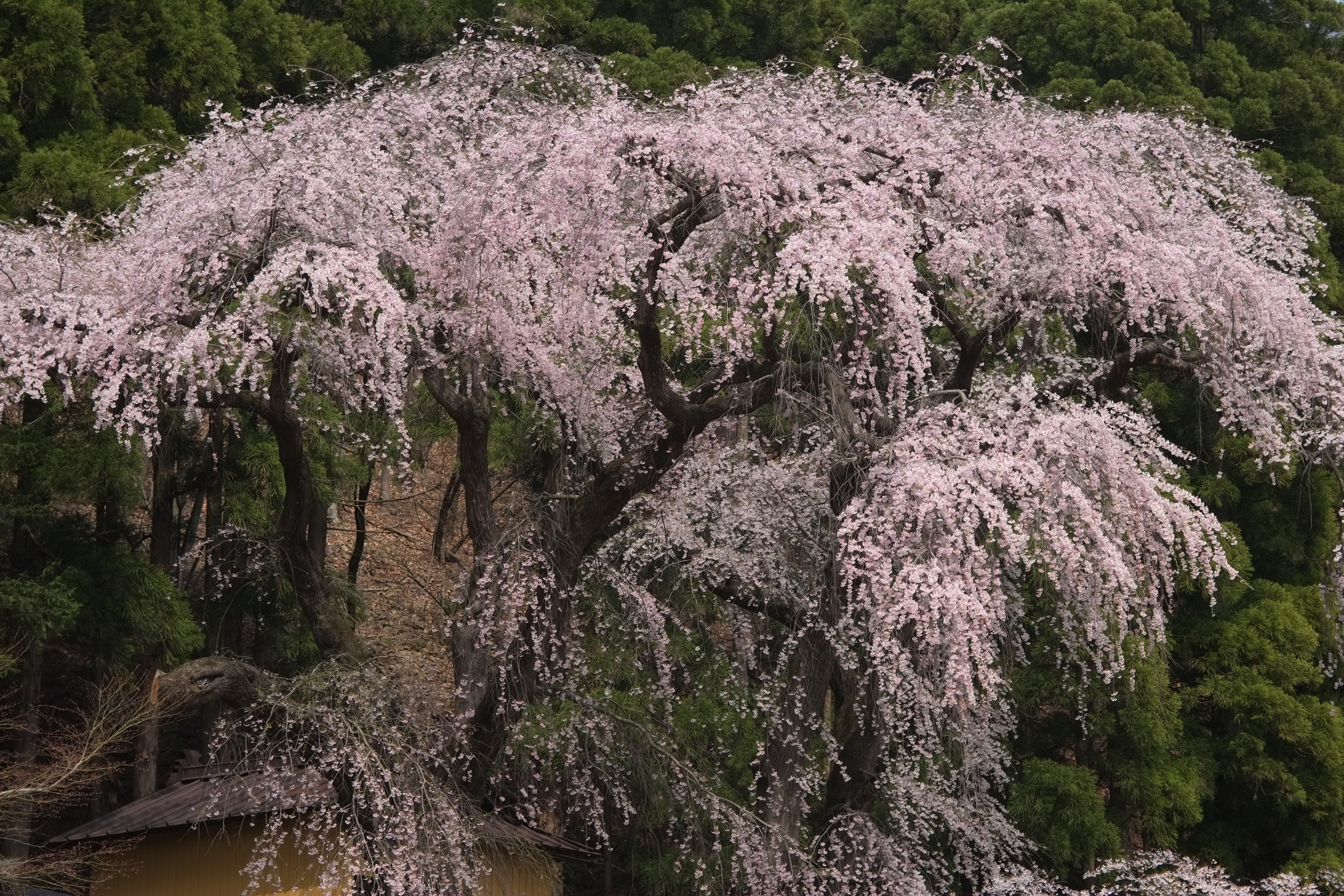 1/500秒 / -0.7EV / ISO200 / 絞り優先AE / WB：晴れ / 50mm