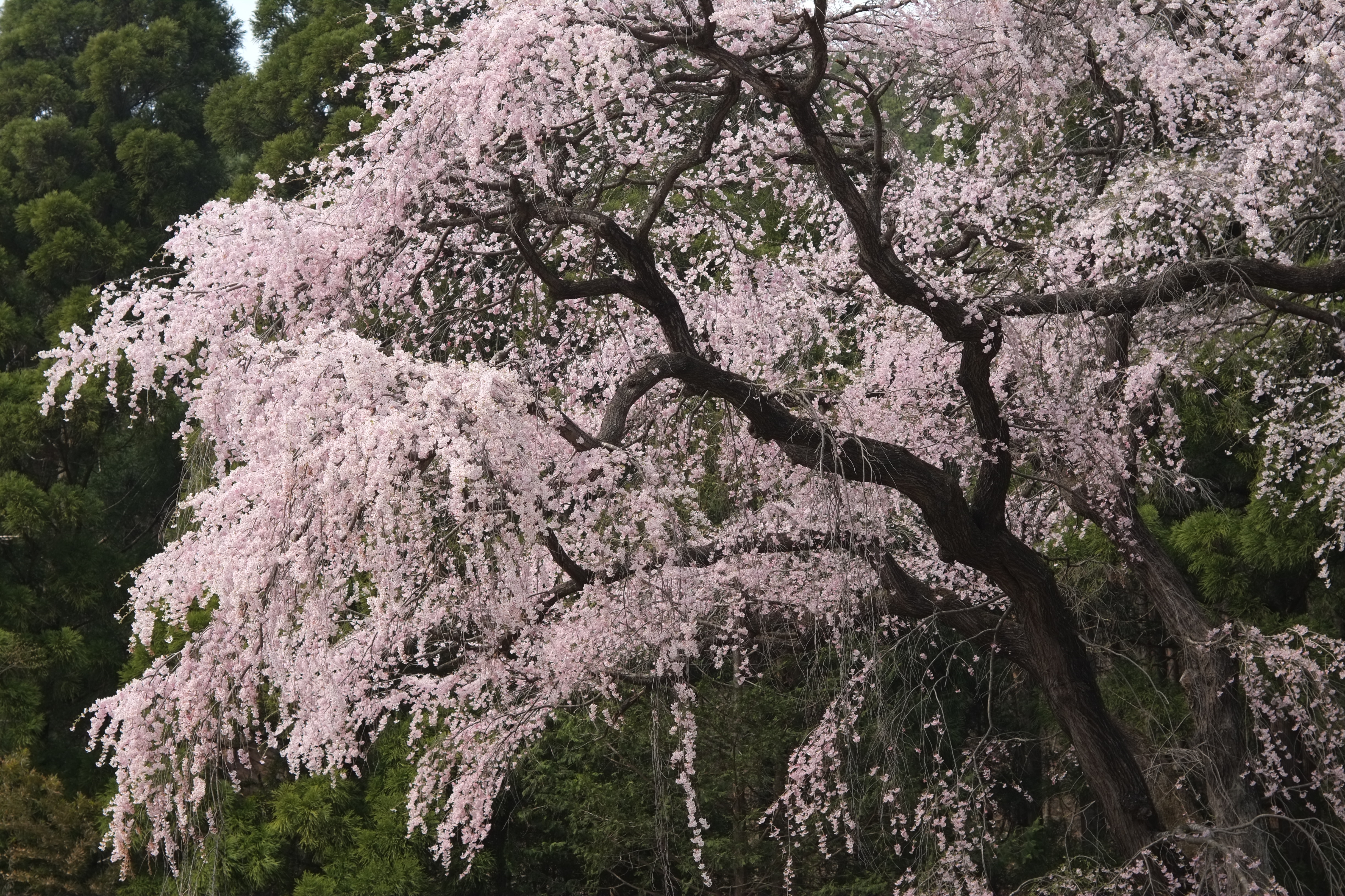 1/400秒 / -0.7EV / ISO200 / 絞り優先AE / WB：晴れ / 50mm