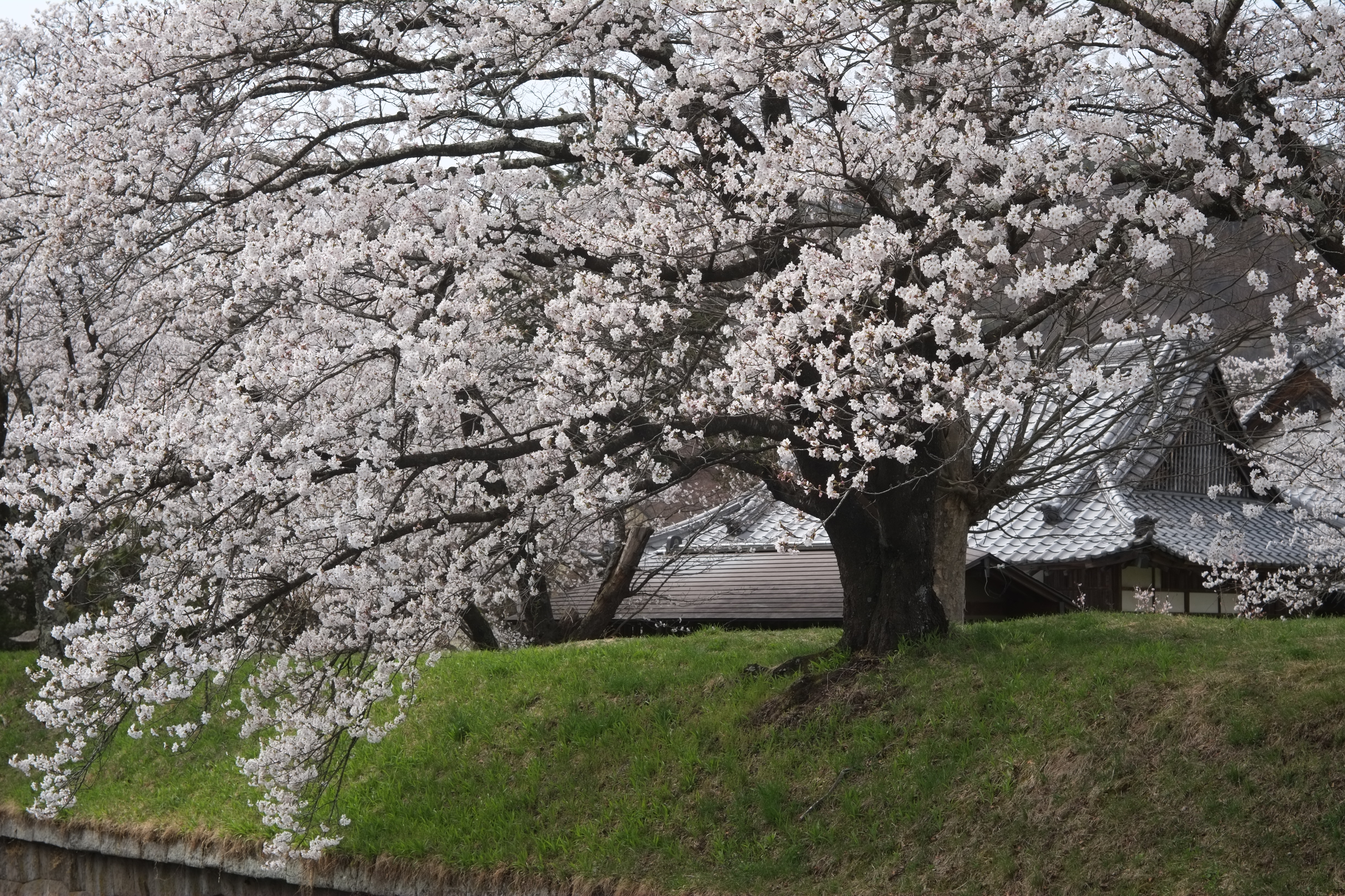 1/240秒 / 0EV / ISO200 / 絞り優先AE / WB：オート / 50mm