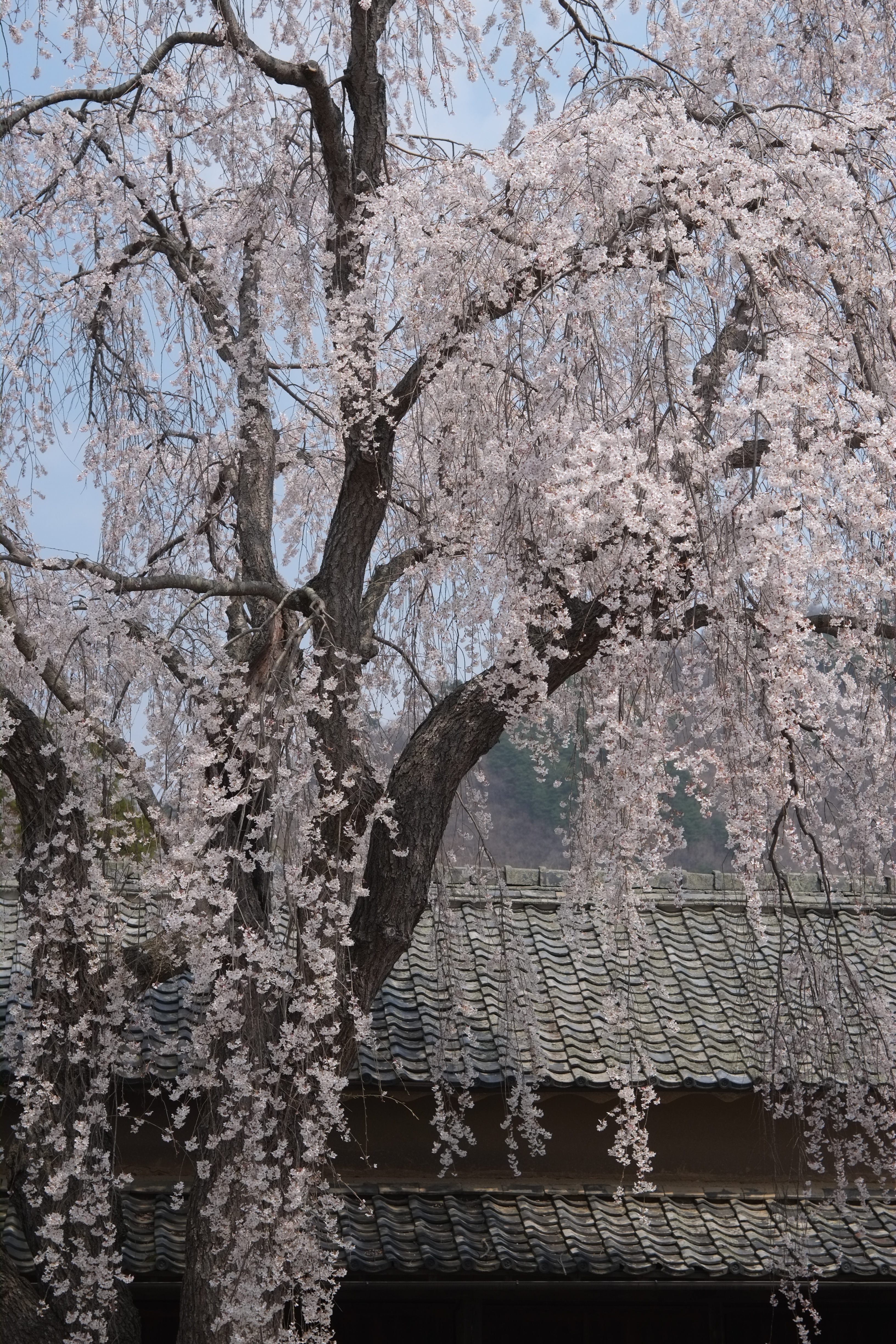 1/800秒 / 0EV / ISO200 / 絞り優先AE / WB：晴れ / 50mm