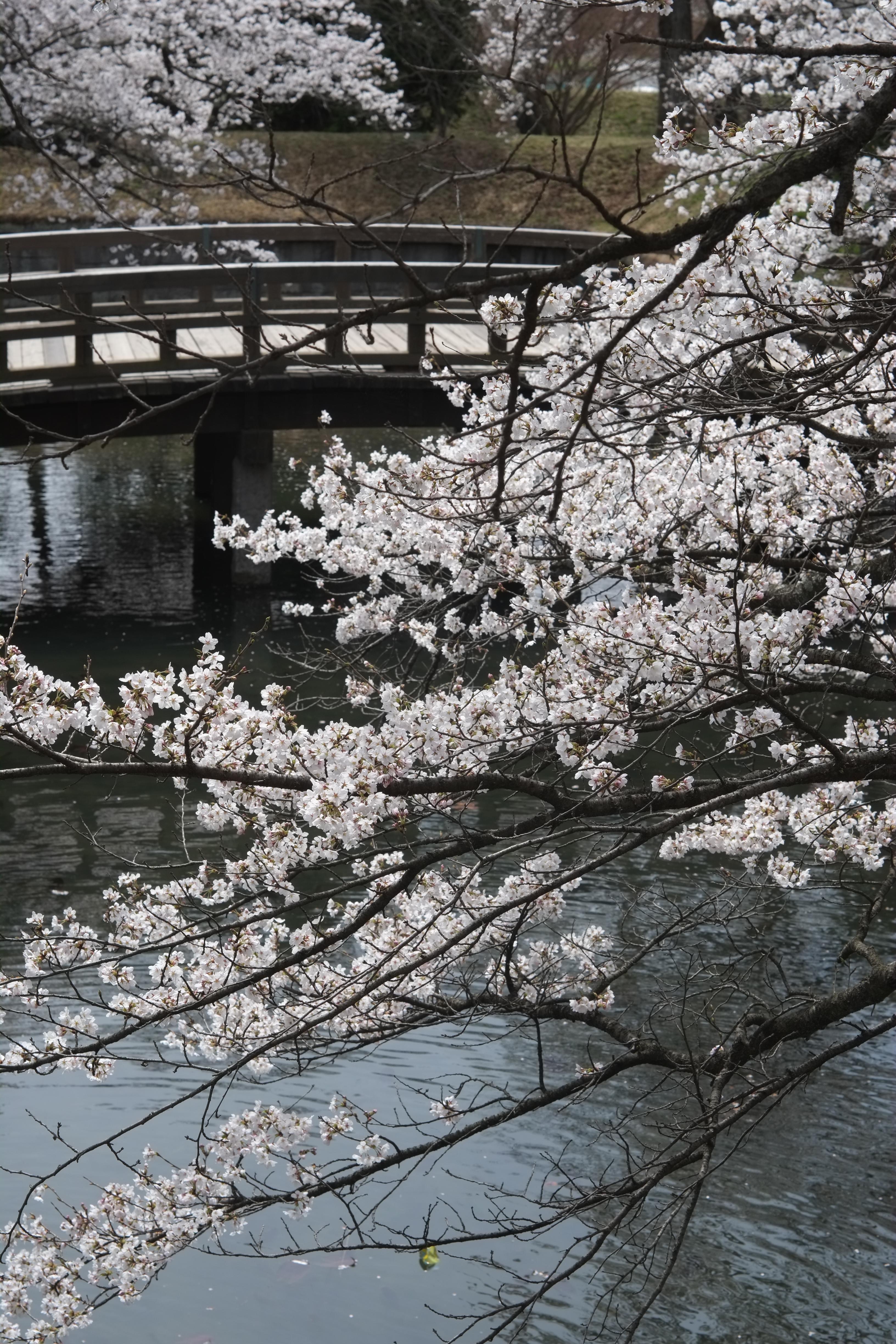 1/280秒 / -0.3EV / ISO200 / 絞り優先AE / WB：オート / 50mm