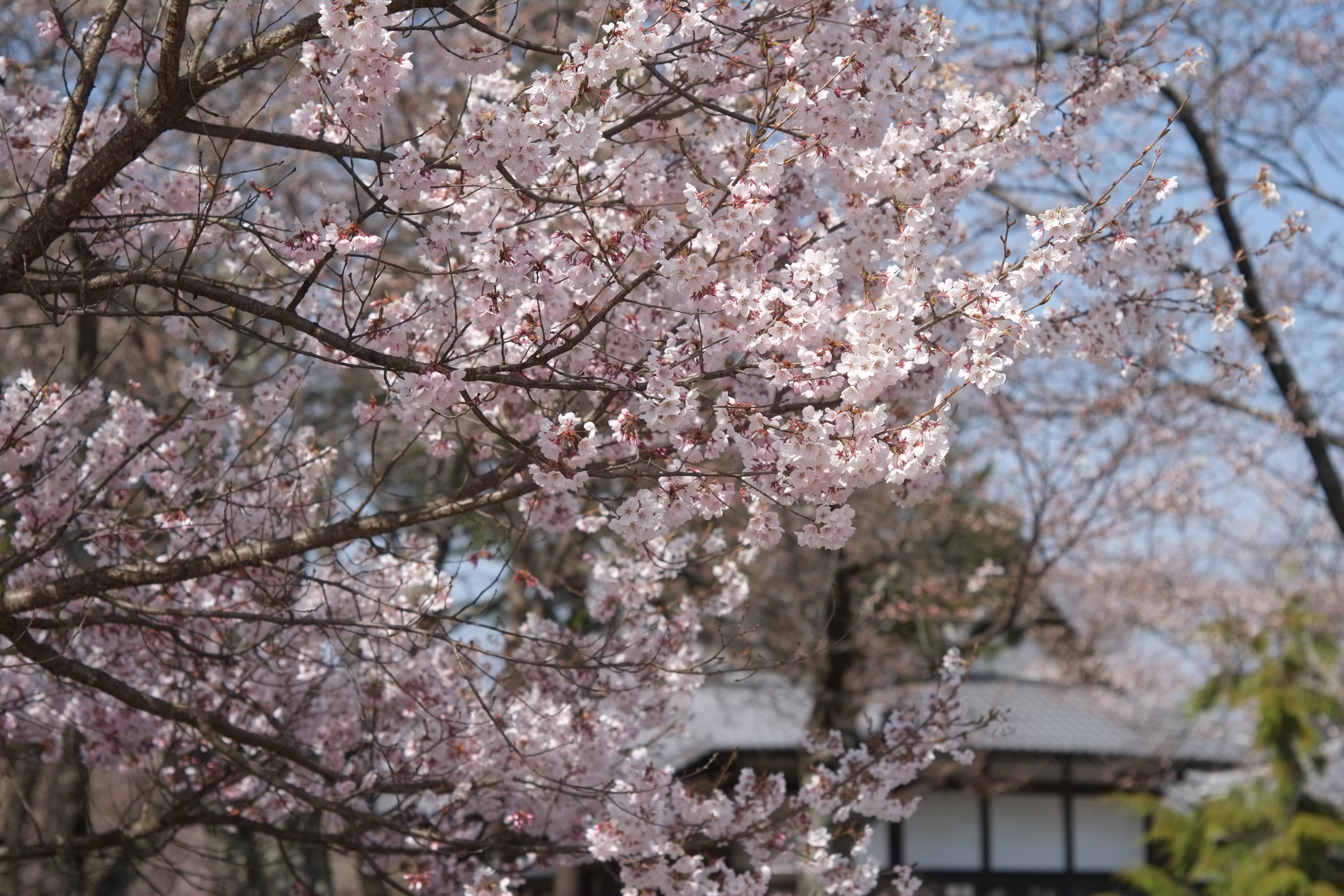 1/1,200秒 / 0EV / ISO200 / 絞り優先AE / WB：オート / 50mm