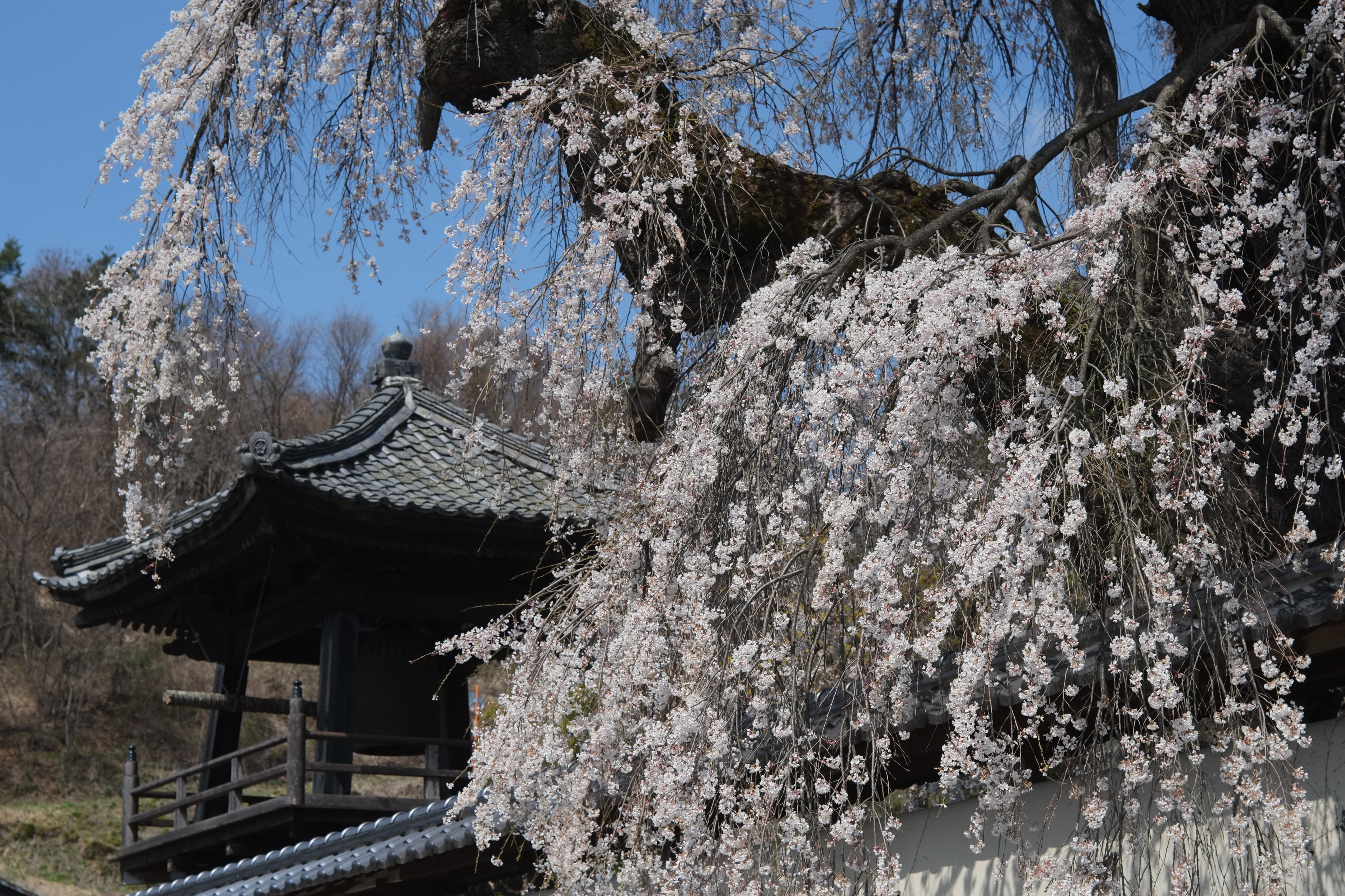 1/1,900秒 / -0.3EV / ISO400 / 絞り優先AE / WB：オート / 50mm