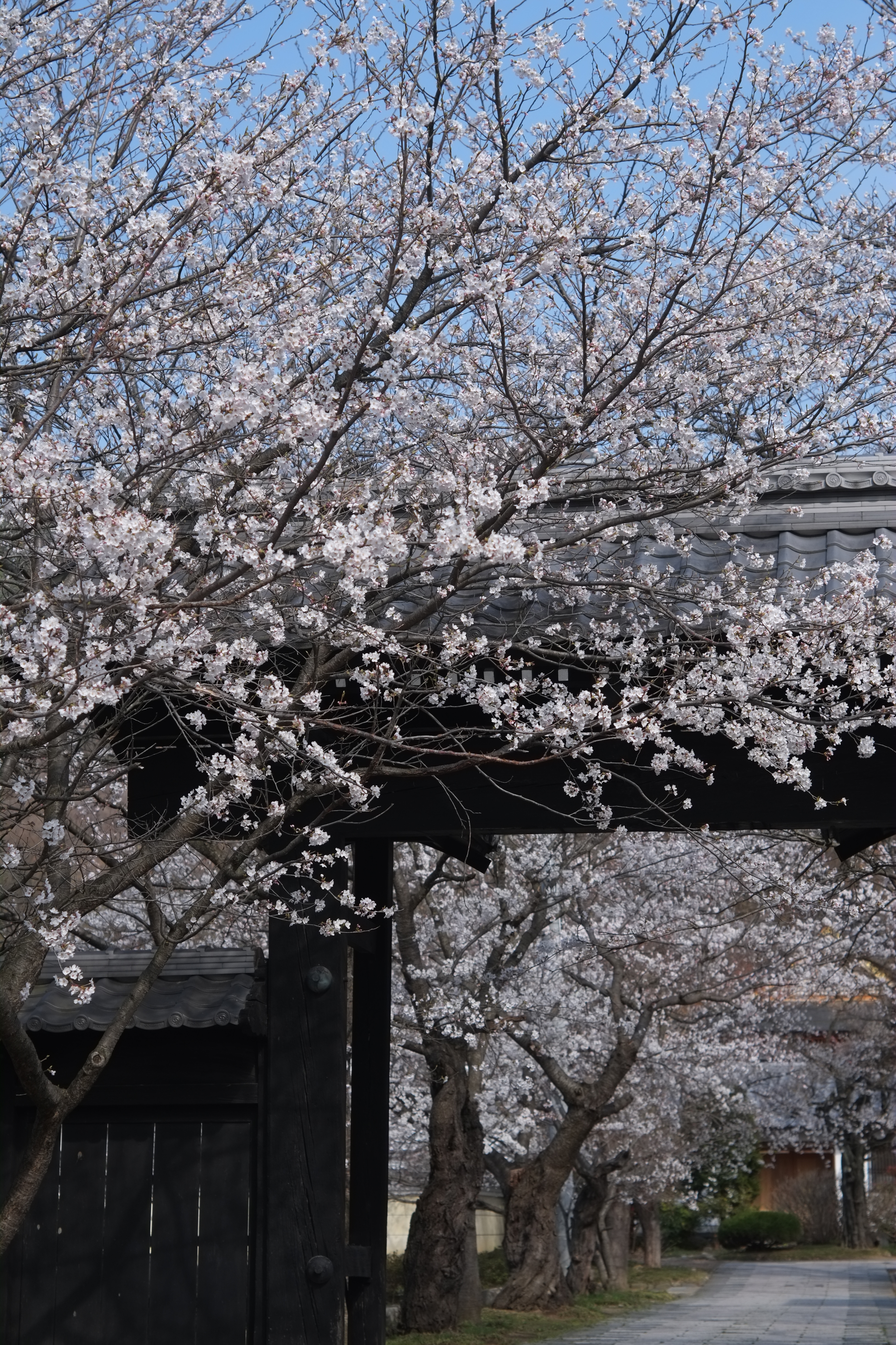 1/1,200秒 / -0.3EV / ISO200 / 絞り優先AE / WB：晴れ / 50mm