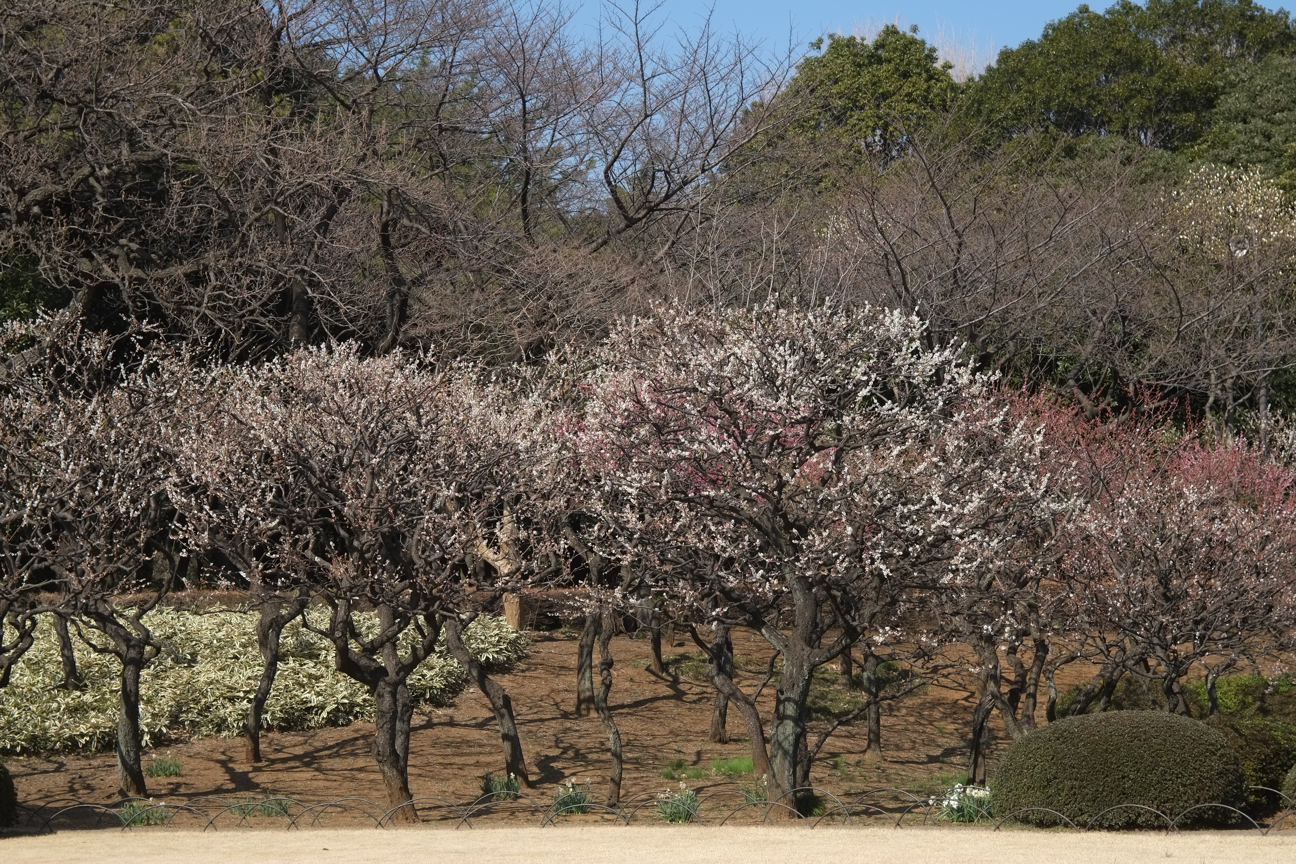 1/850秒 / -0.7EV / ISO200 / 絞り優先AE / WB：晴れ / 50mm