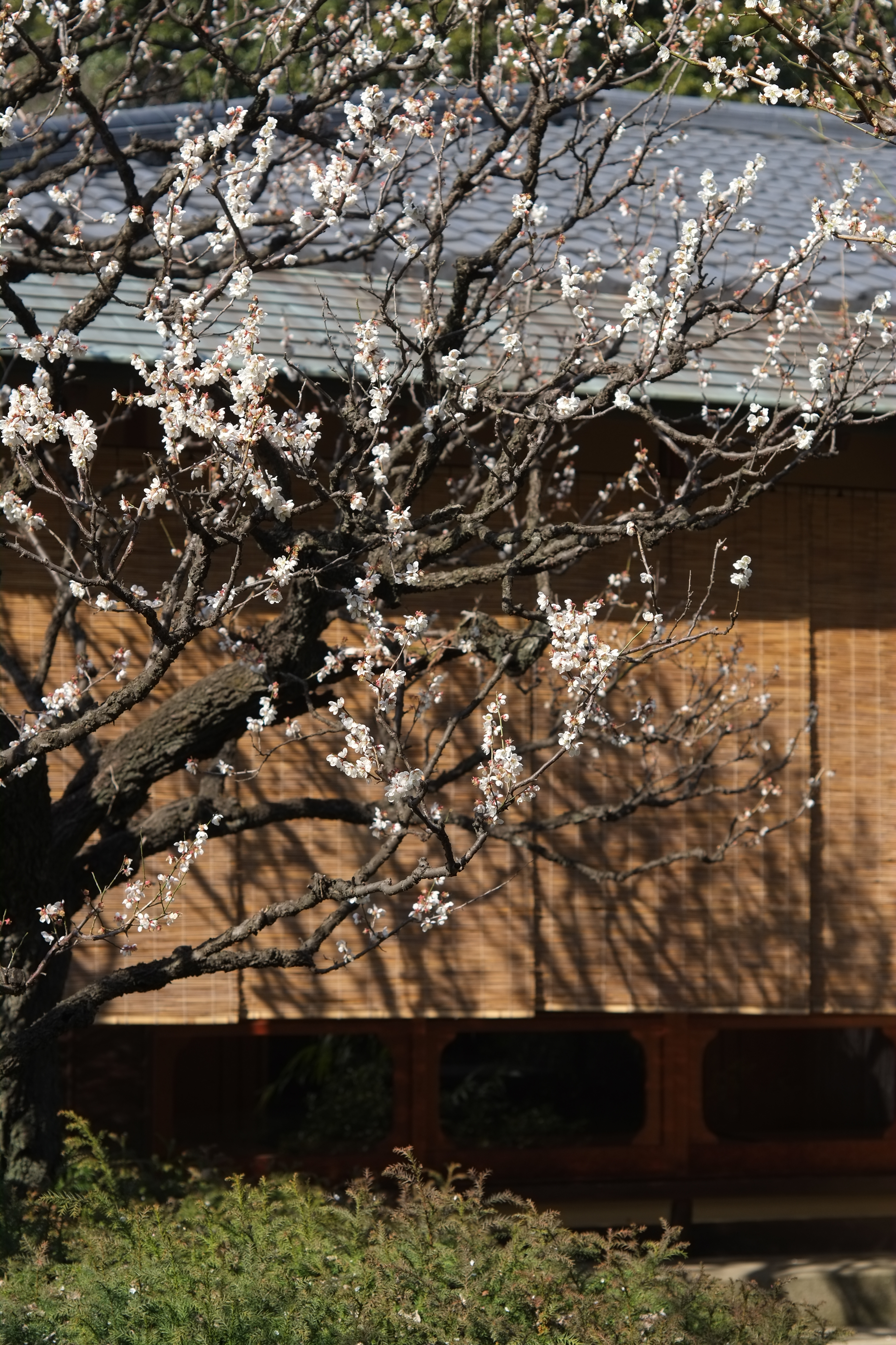 1/850秒 / -0.7EV / ISO200 / 絞り優先AE / WB：晴れ / 50mm