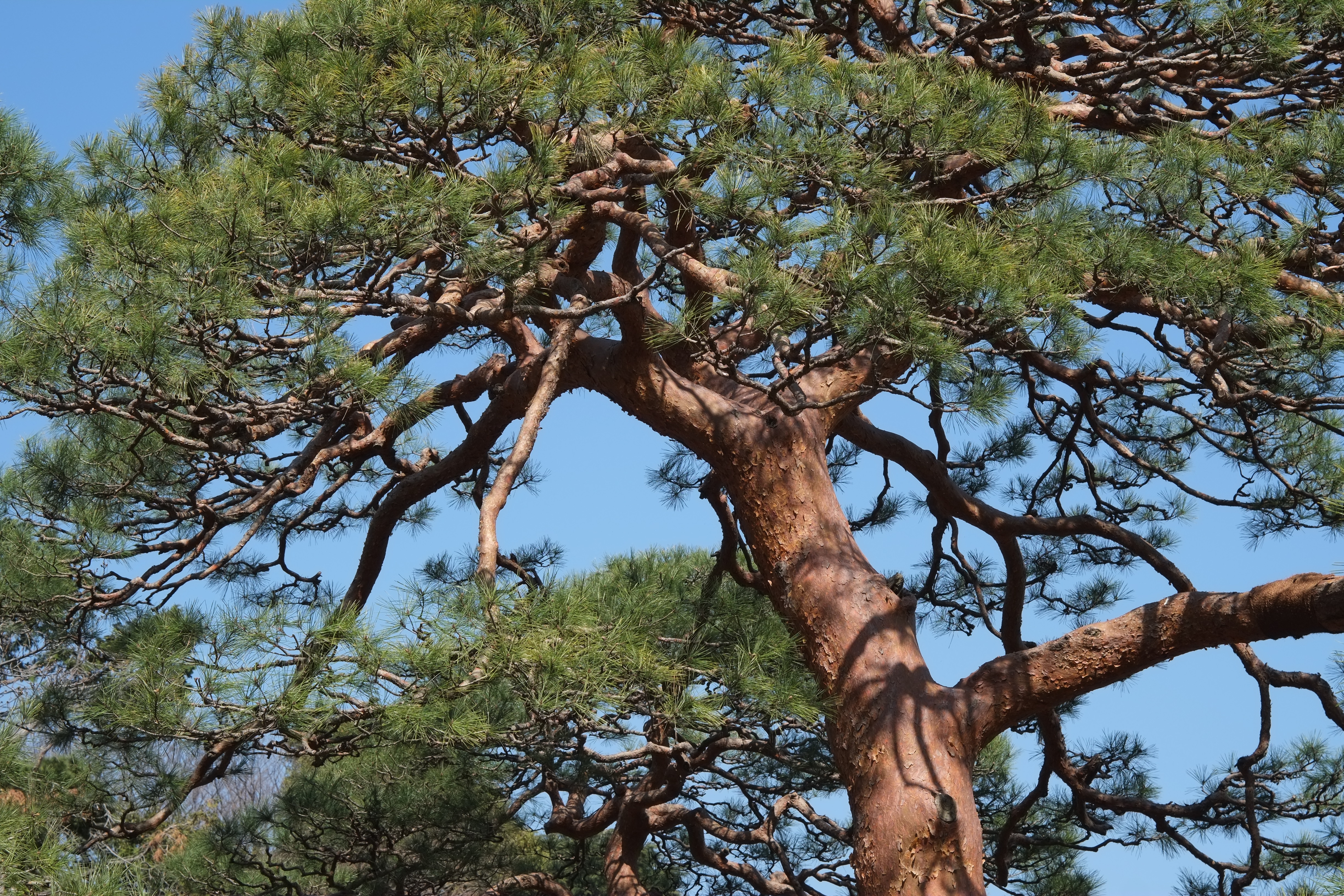 1/250秒 / -0.3EV / ISO200 / 絞り優先AE / WB：晴れ / 50mm