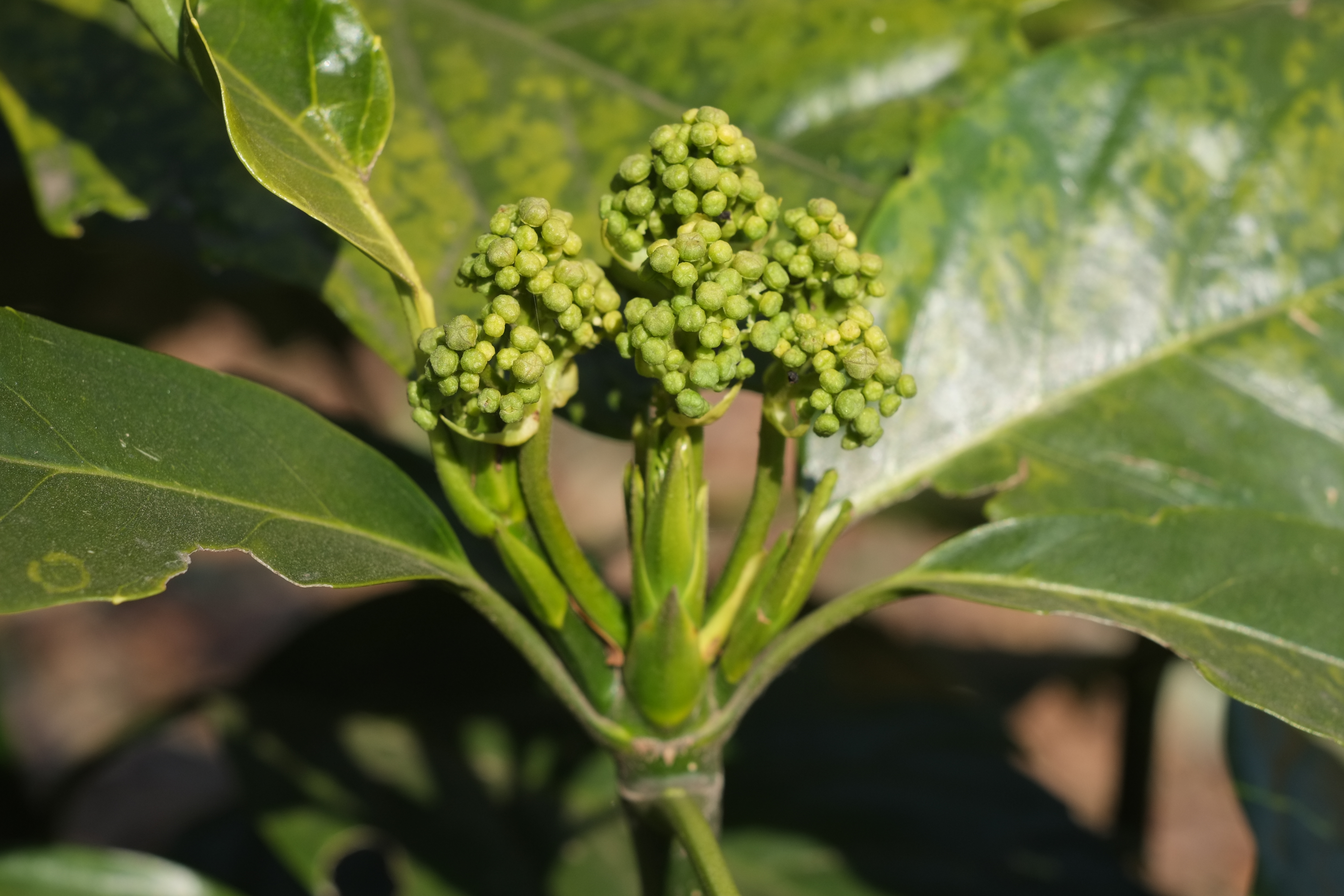 1/550秒 / -0.3EV / ISO400 / 絞り優先AE / WB：晴れ / 50mm