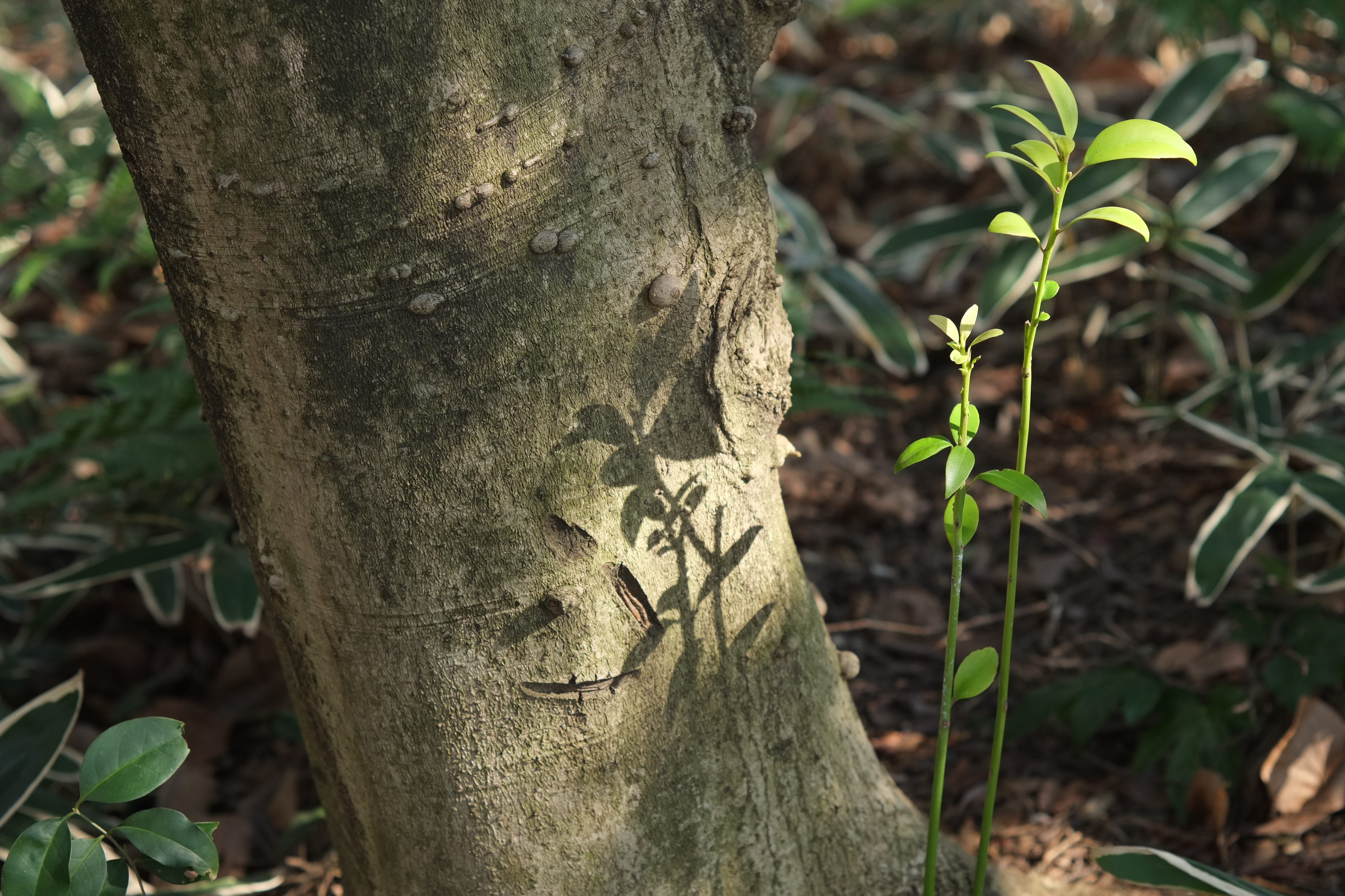 1/180秒 / -0.7EV / ISO400 / 絞り優先AE / WB：晴れ / 50mm