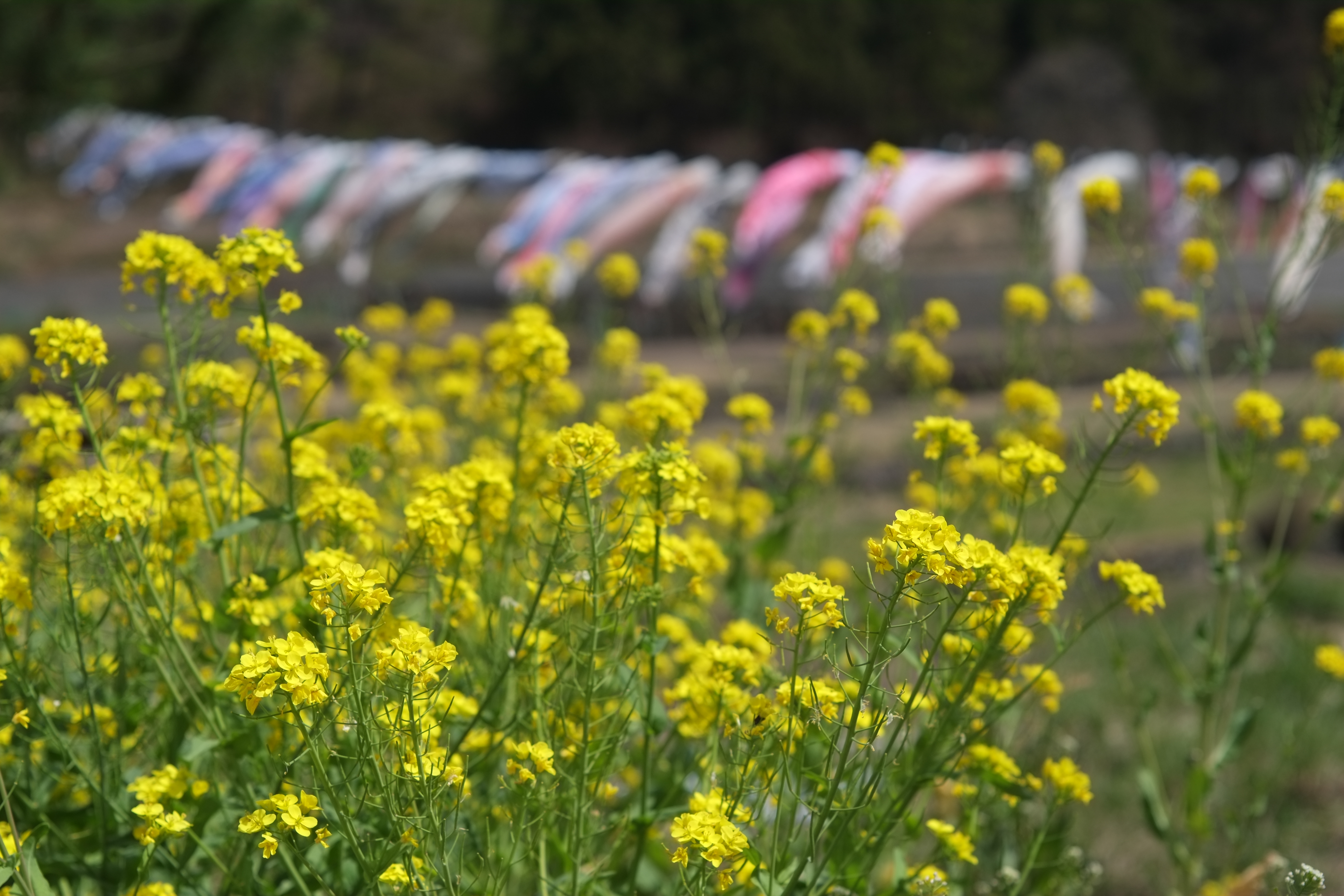 1/1,800秒 / -0.3EV / ISO200 / 絞り優先AE / WB：晴れ / 50mm