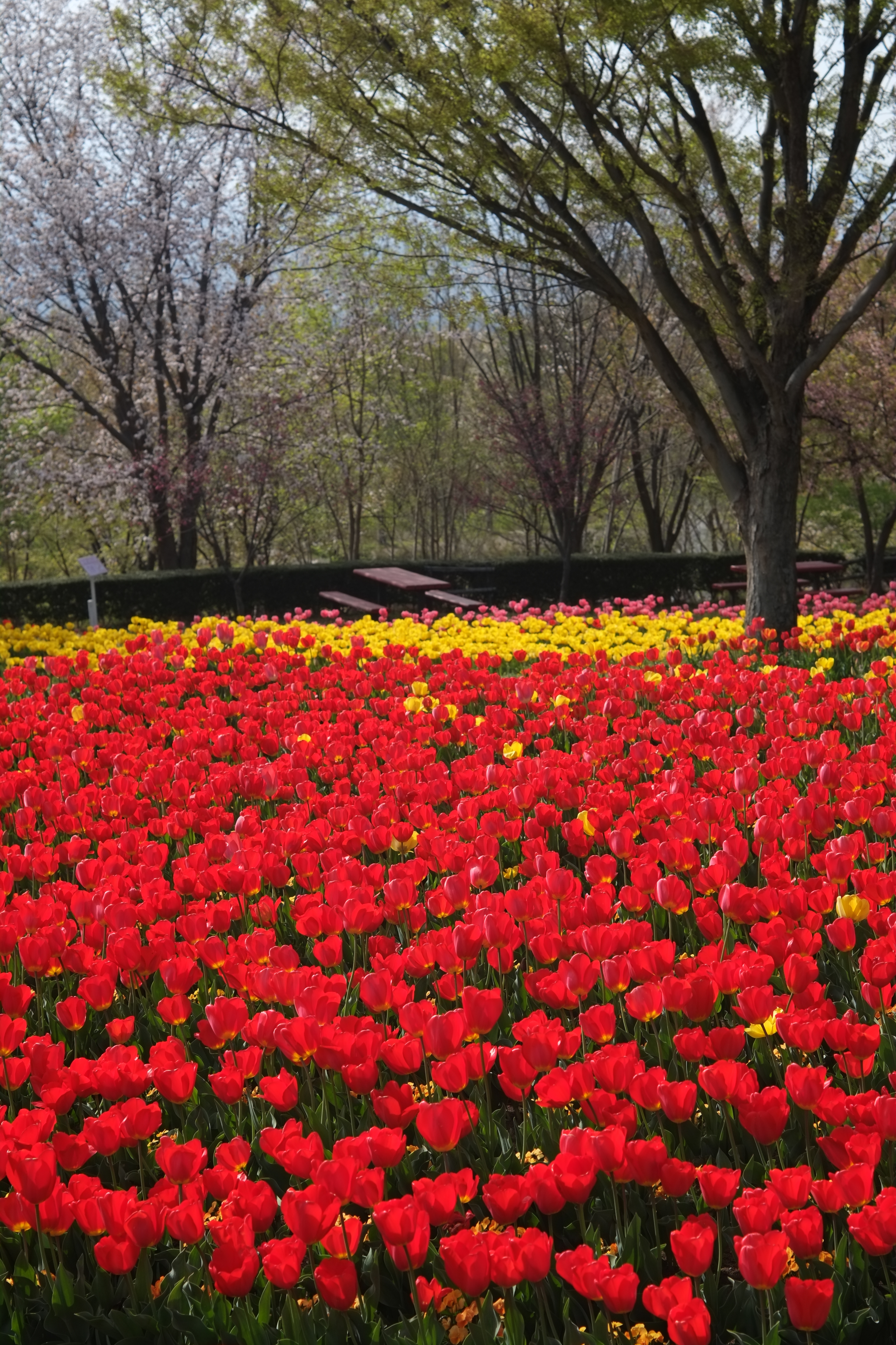 1/550秒 / -0.7EV / ISO200 / 絞り優先AE / WB：晴れ / 50mm