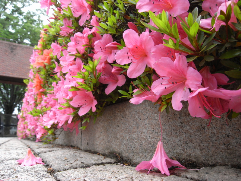 【参考】左の写真の状態での撮影例