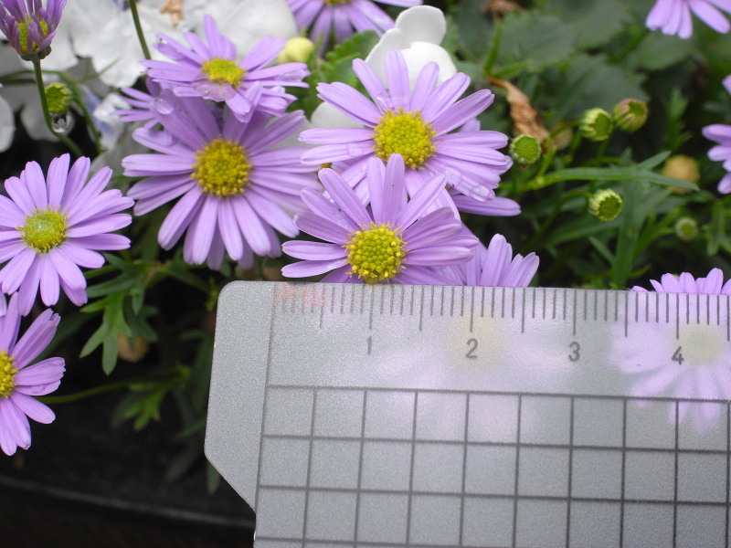【参考】この花の直径は約2cm。
