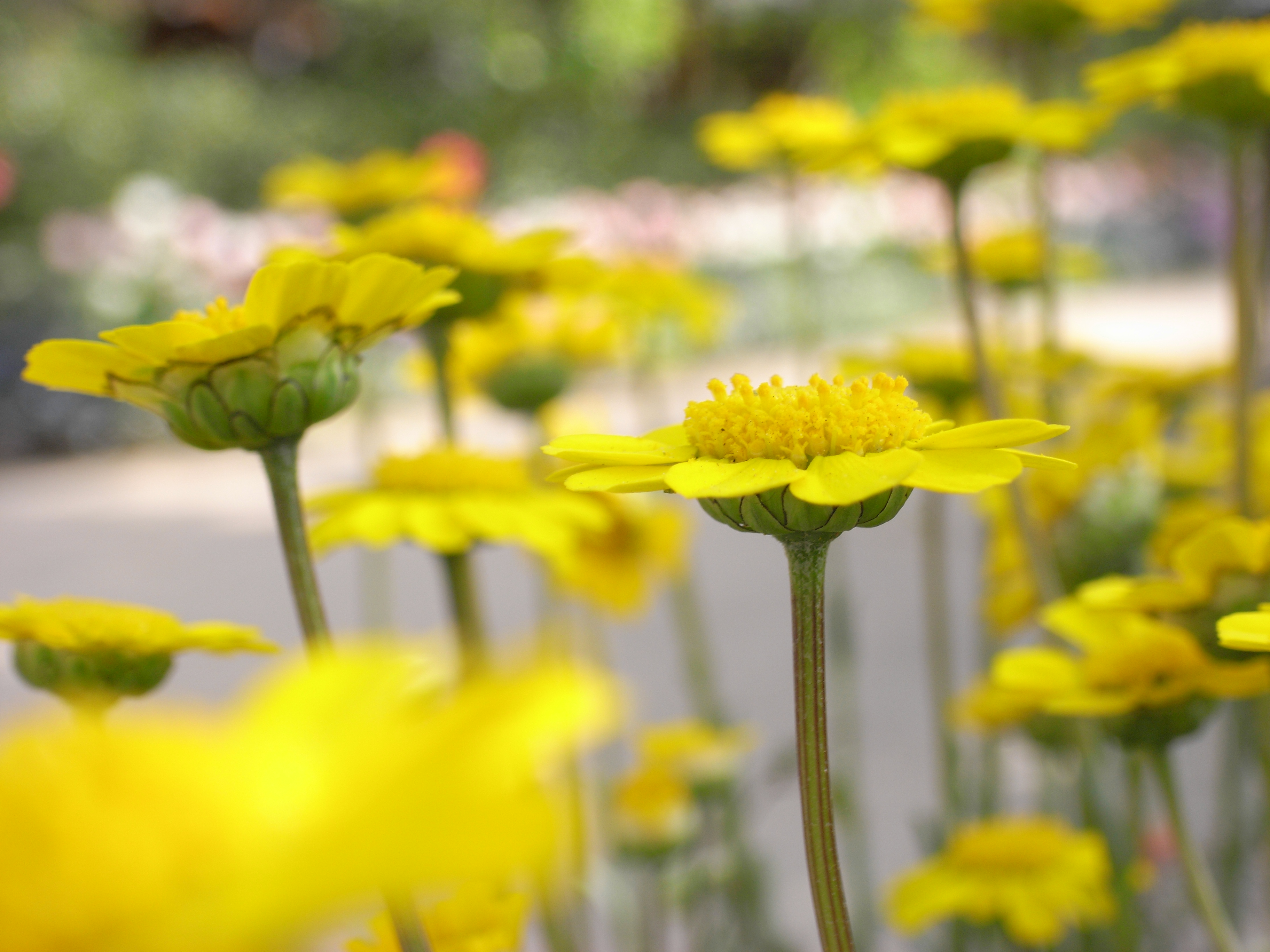 Caplio GX100 / 3,648×2,736 / 1/189秒 / F4.4 / 0EV / ISO80 / 15.3mm