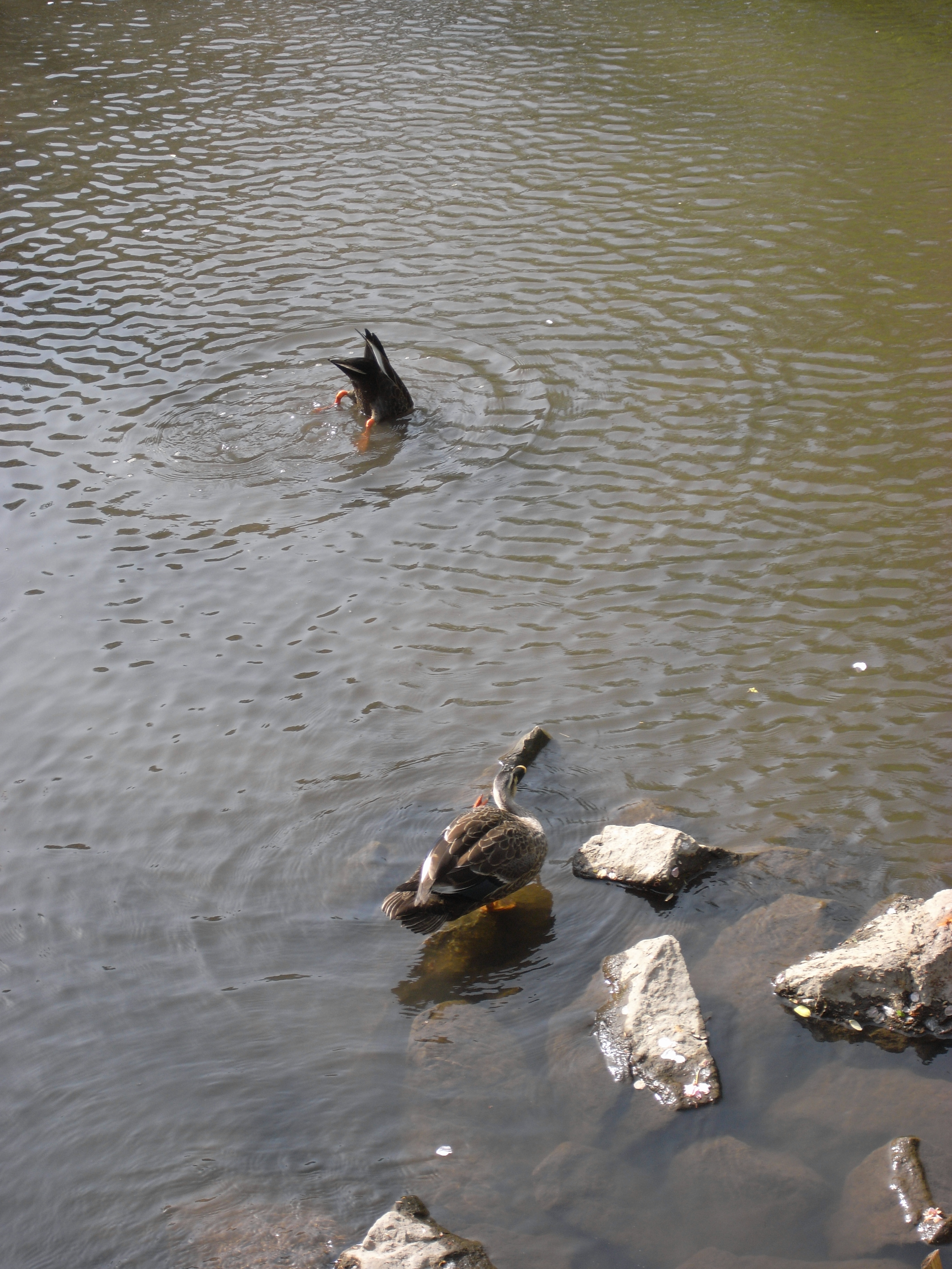 Caplio GX100 / 2,736×3,648 / 1/203秒 / F4.4 / -0.7EV / ISO80 / 15.3mm