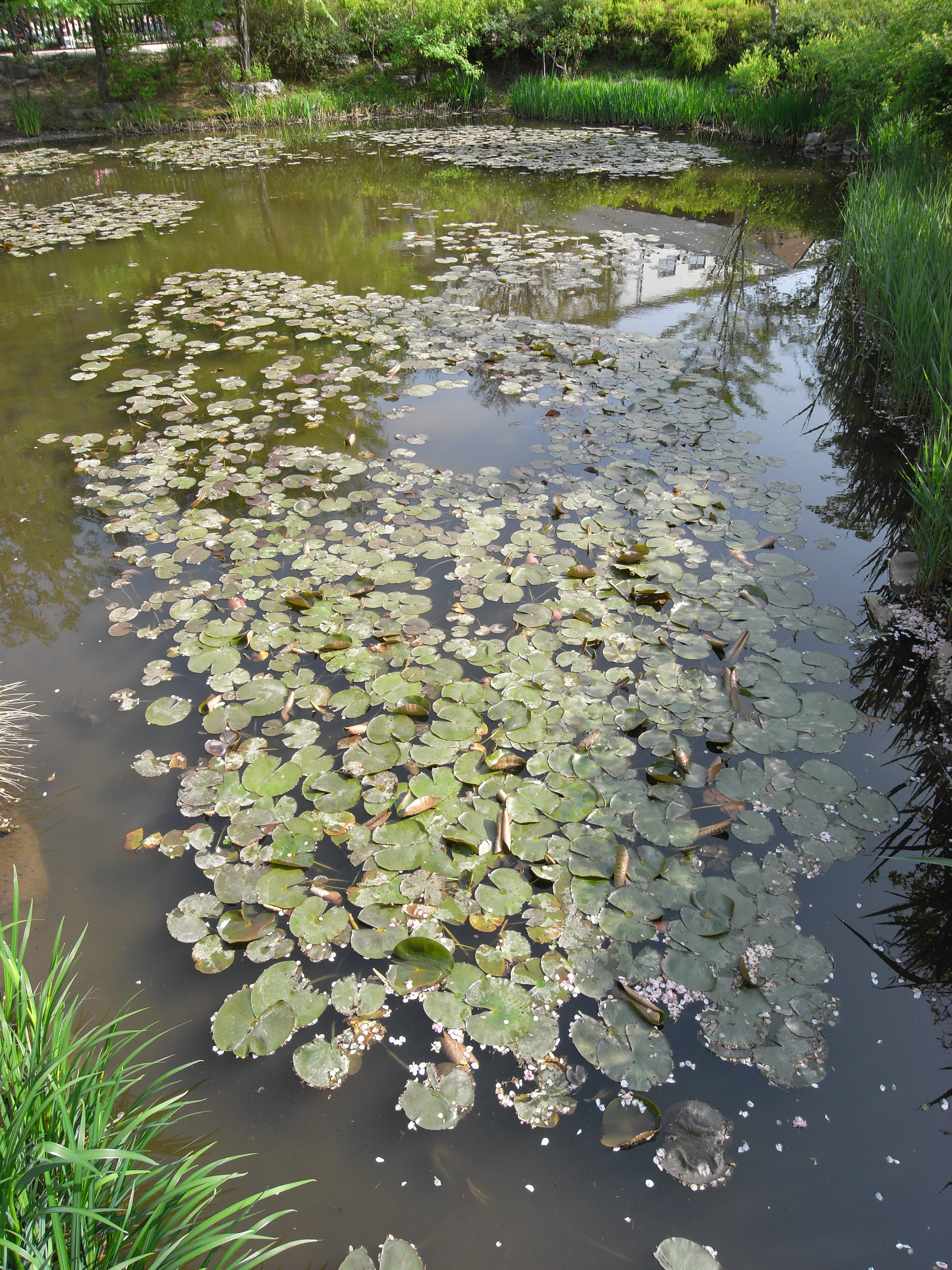 Caplio GX100 / 2,736×3,648 / 1/143秒 / F4.6 / 0EV / ISO80 / 5mm