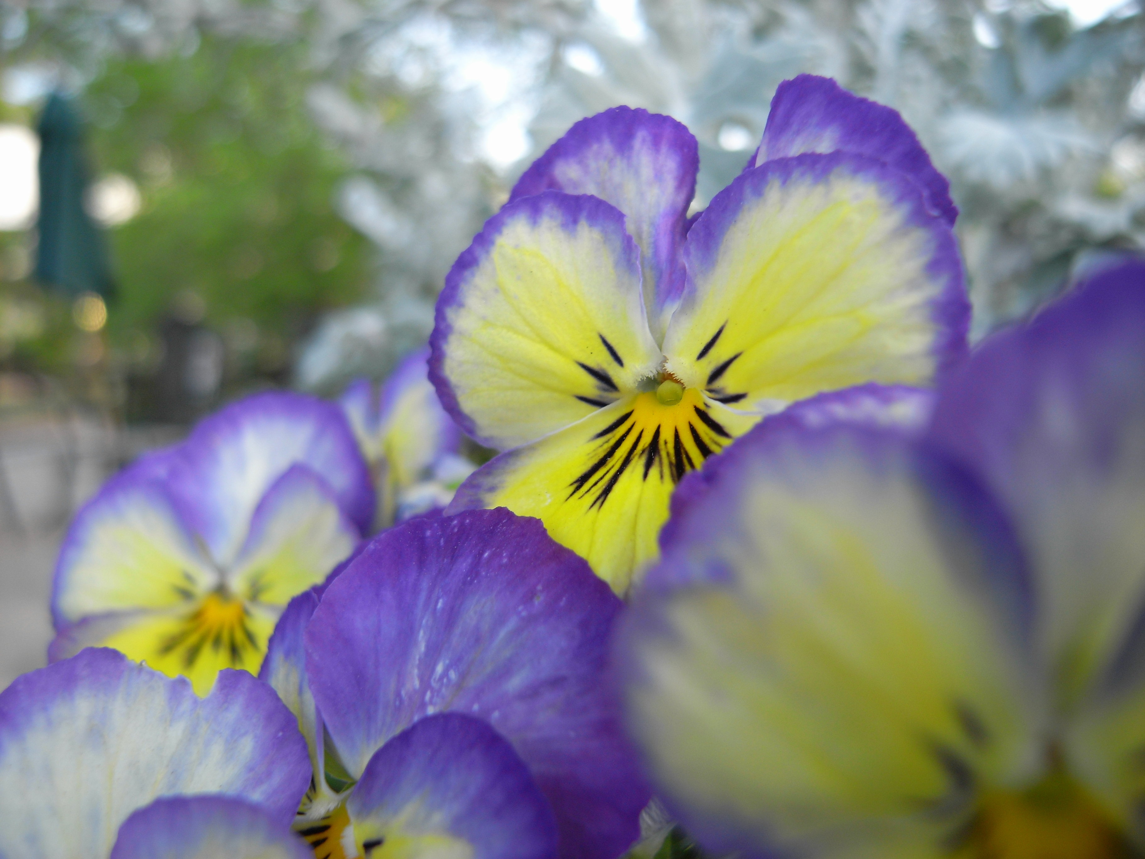 Caplio GX100 / 3,648×2,736 / 1/79秒 / F2.5 / 0EV / ISO80 / 5mm