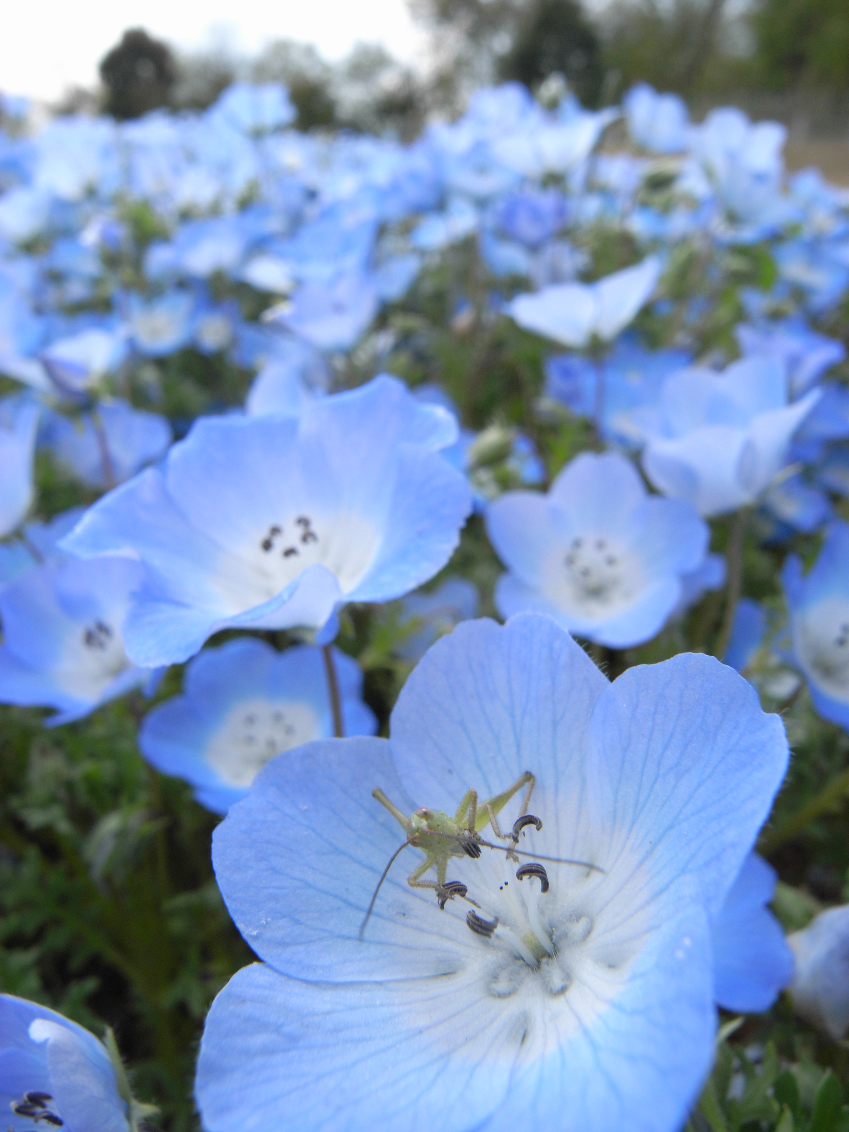 Caplio GX100 / 2,736×3,648 / 1/133秒 / F6.5 / +0.3EV / ISO80 / 5mm