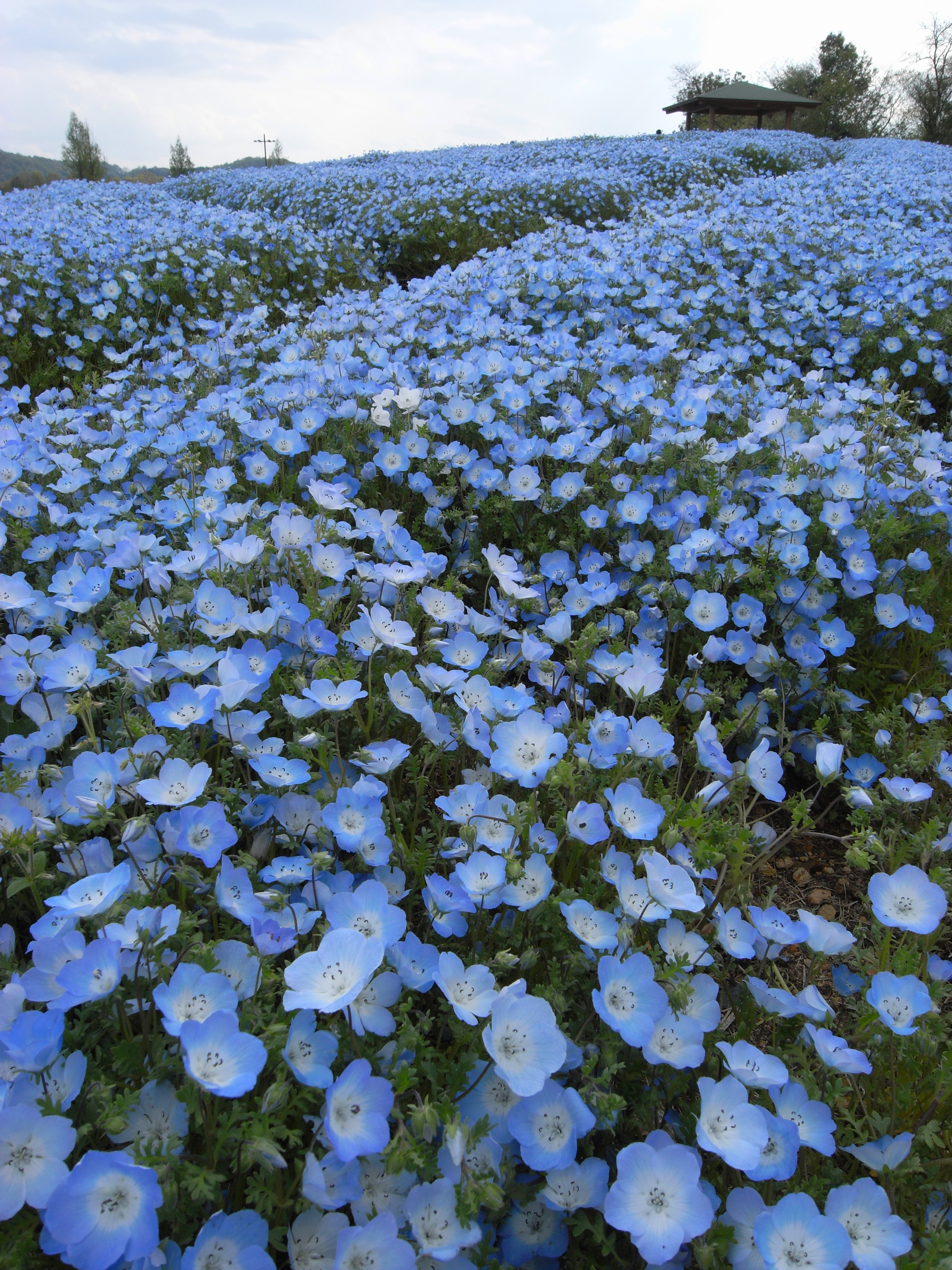 Caplio GX100 / 2,736×3,648 / 1/203秒 / F5.7 / +0.3EV / ISO80 / 5mm