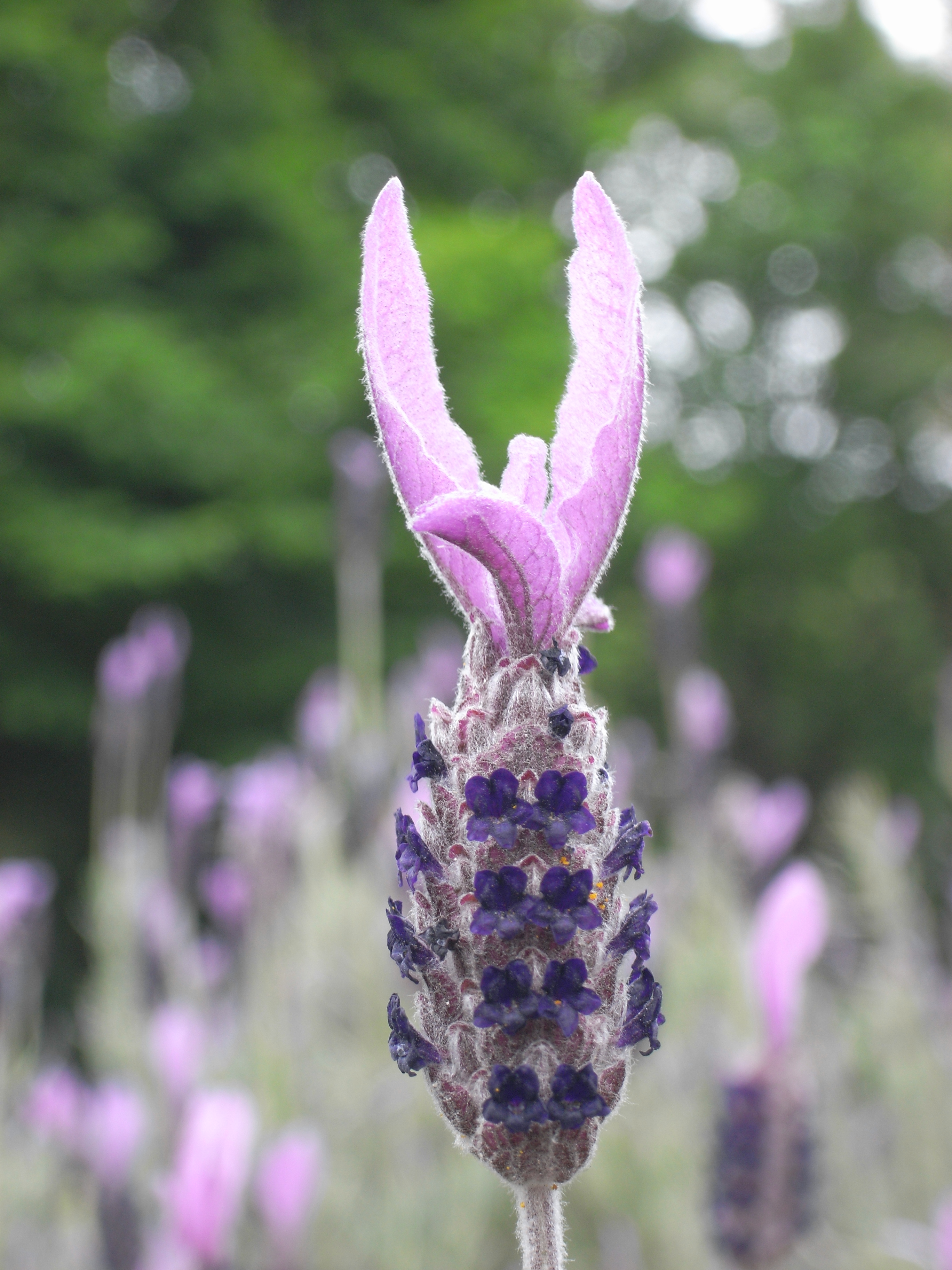 Caplio GX100 / 2,736×3,648 / 1/18秒 / F4.4 / 0EV / ISO80 / 15.3mm