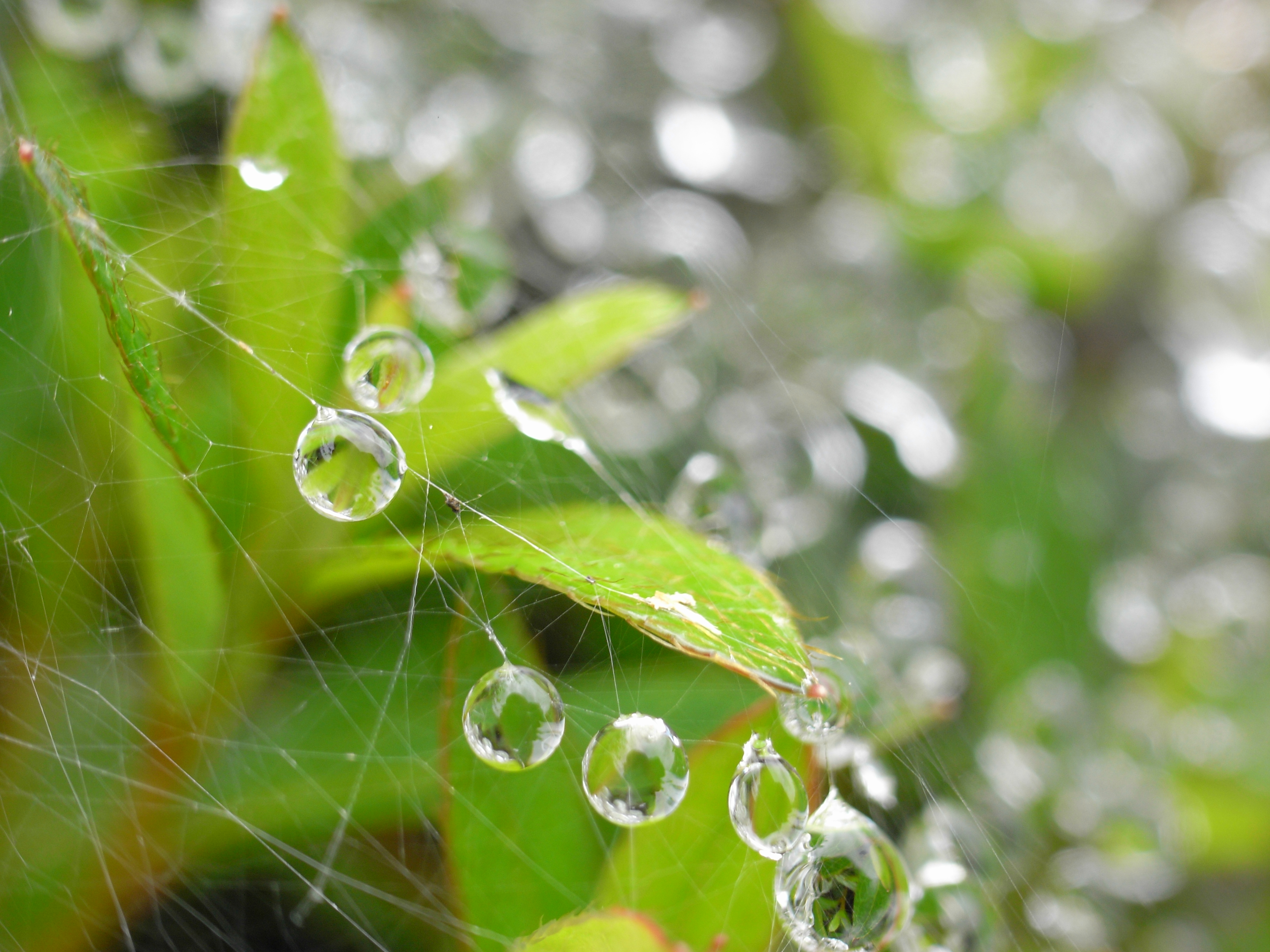 Caplio GX100 / 3,648×2,736 / 1/104秒 / F4.4 / 0EV / ISO80 / 15.3mm