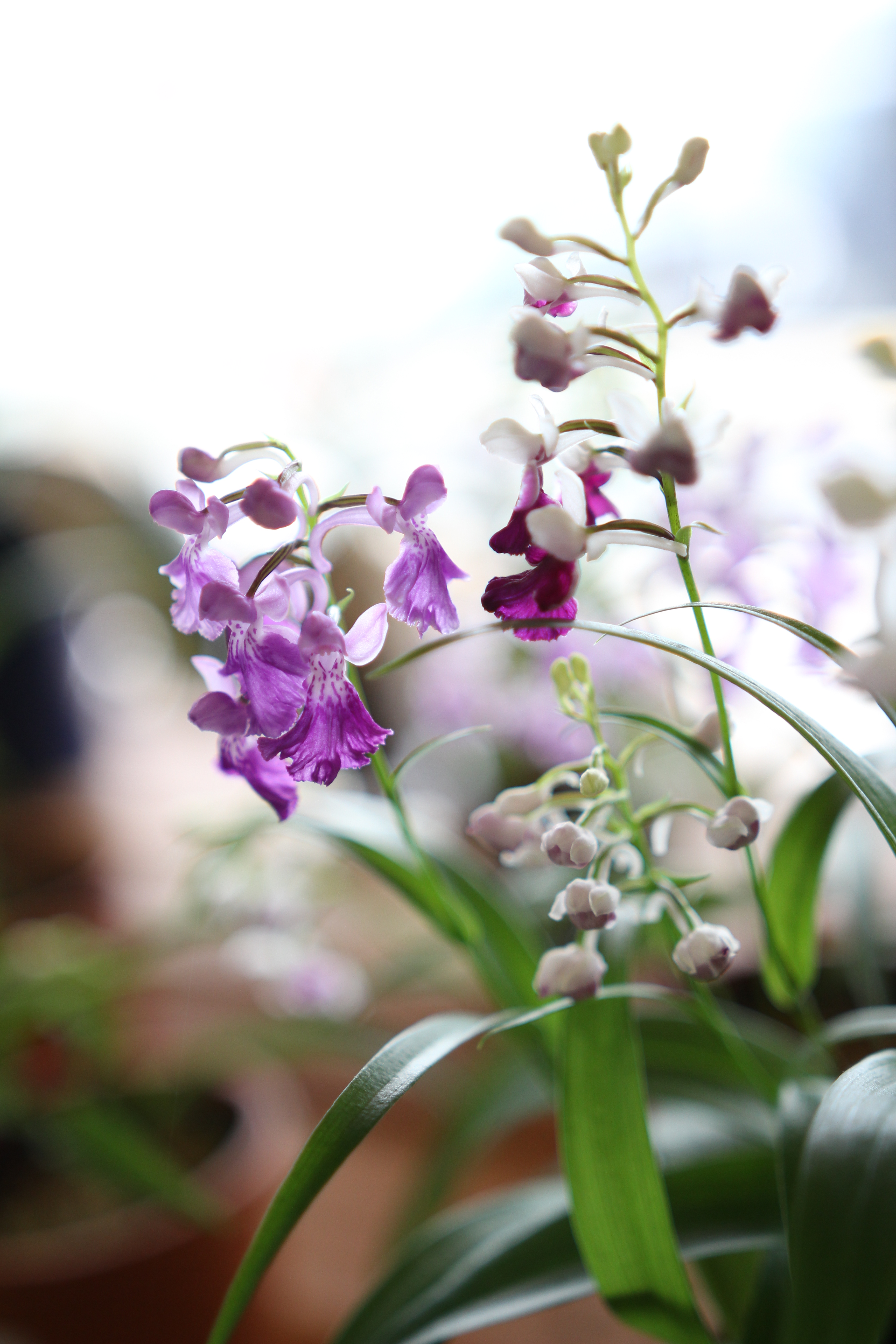 EOS 60D / 1/800秒 / F1.8 / +1.7EV / ISO400 / 絞り優先AE / WB：オート / 35mm