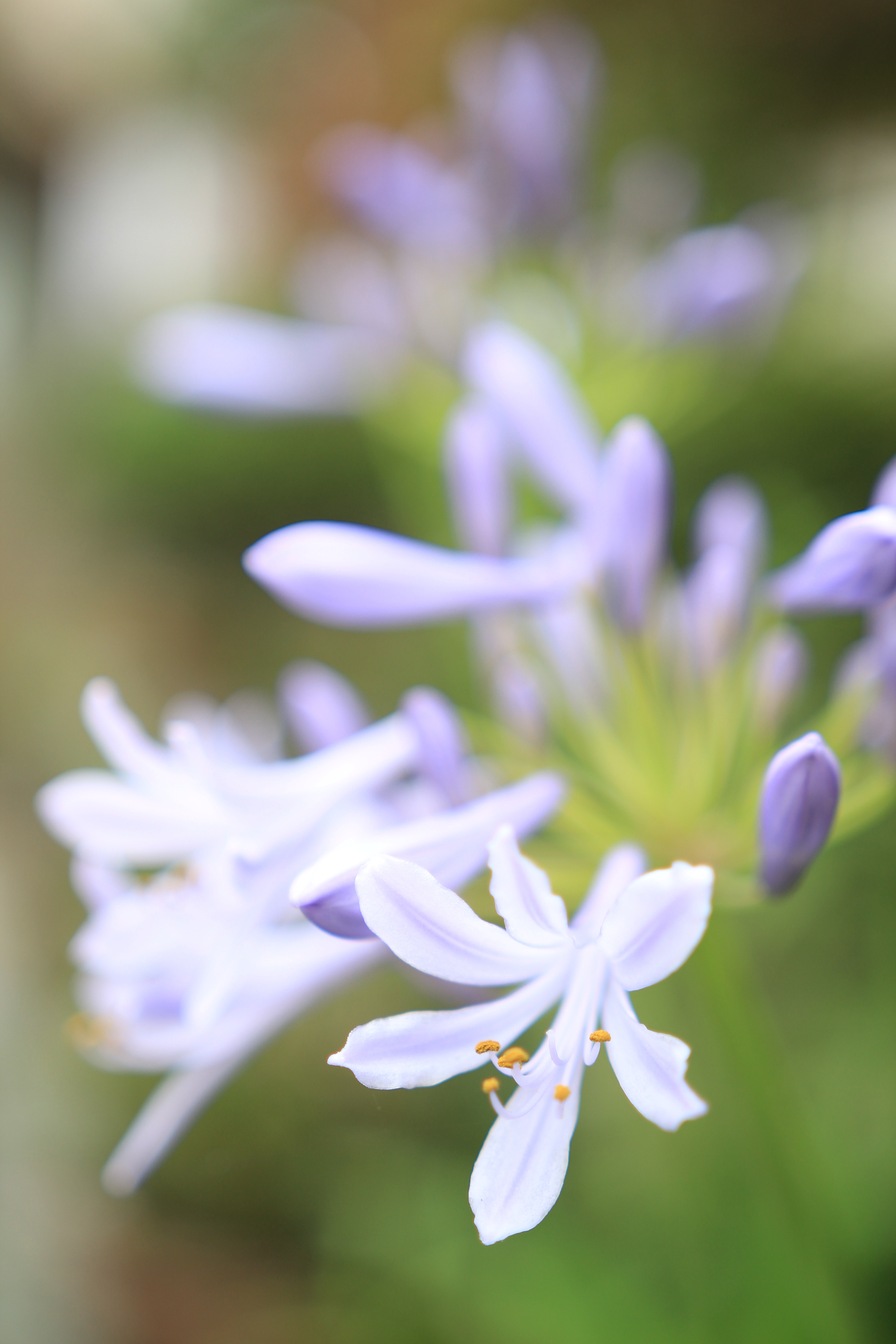 EOS 60D / 1/200秒 / F2 / +1.3EV / ISO100 / 絞り優先AE / WB：オート / 35mm