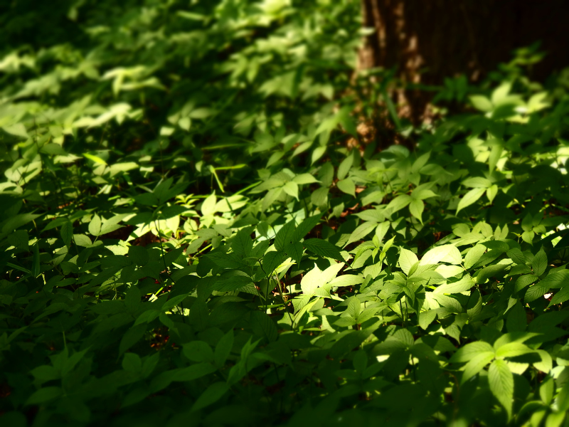 アートフィルター「ジオラマ」で撮影