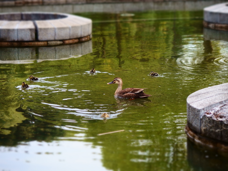 水面に映った緑がビビッドに！