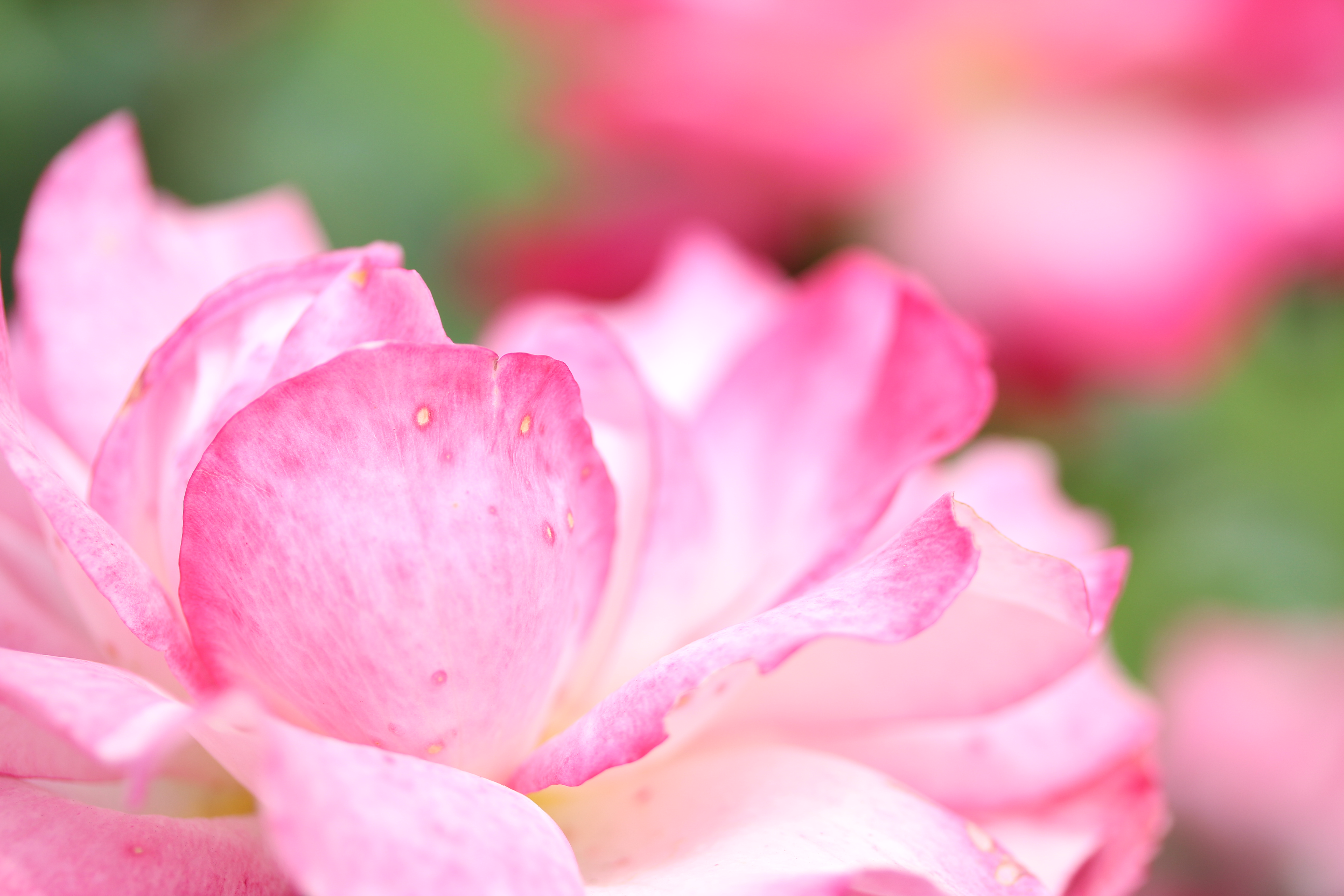 このカットは、データ上はワンショットAFだが、たしかMF。撮影倍率や被写体によってはMFのほうが便利なのは一眼レフと同じだ。EF-S 60mm F2.8 Macro USM / 絞り優先AE / 1/500秒 / F2.8 / 1.7EV / ISO100 / WB：太陽光 / 60mm