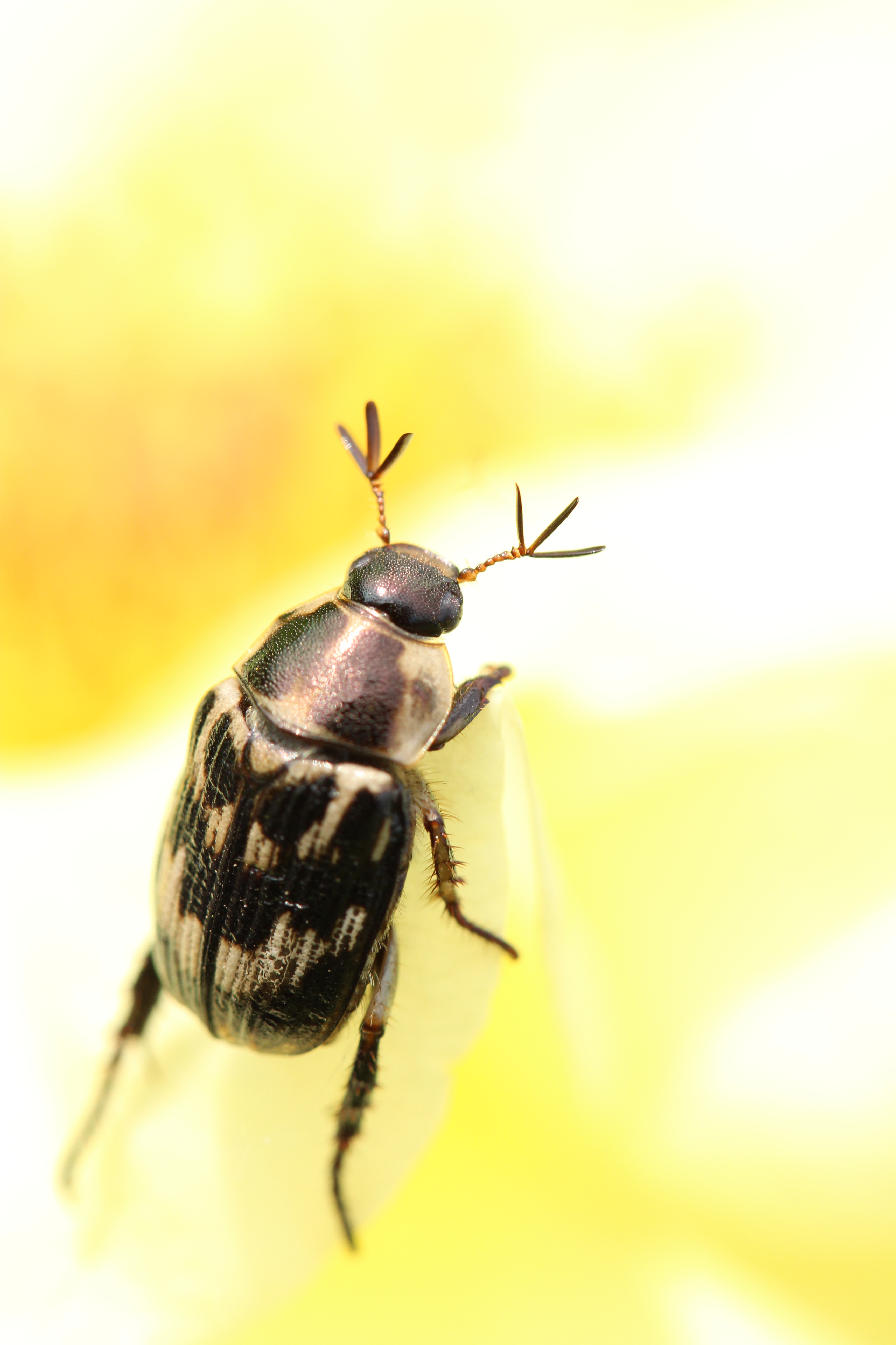 MFに切り替えてフォーカスリングを最短撮影距離に固定して撮った。風で揺れなければAFでもピント合わせできそうな印象だった。EF-S 60mm F2.8 Macro USM / 絞り優先AE / 1/320秒 / F5.6 / 1.7EV / ISO400 / WB：太陽光 / 60mm