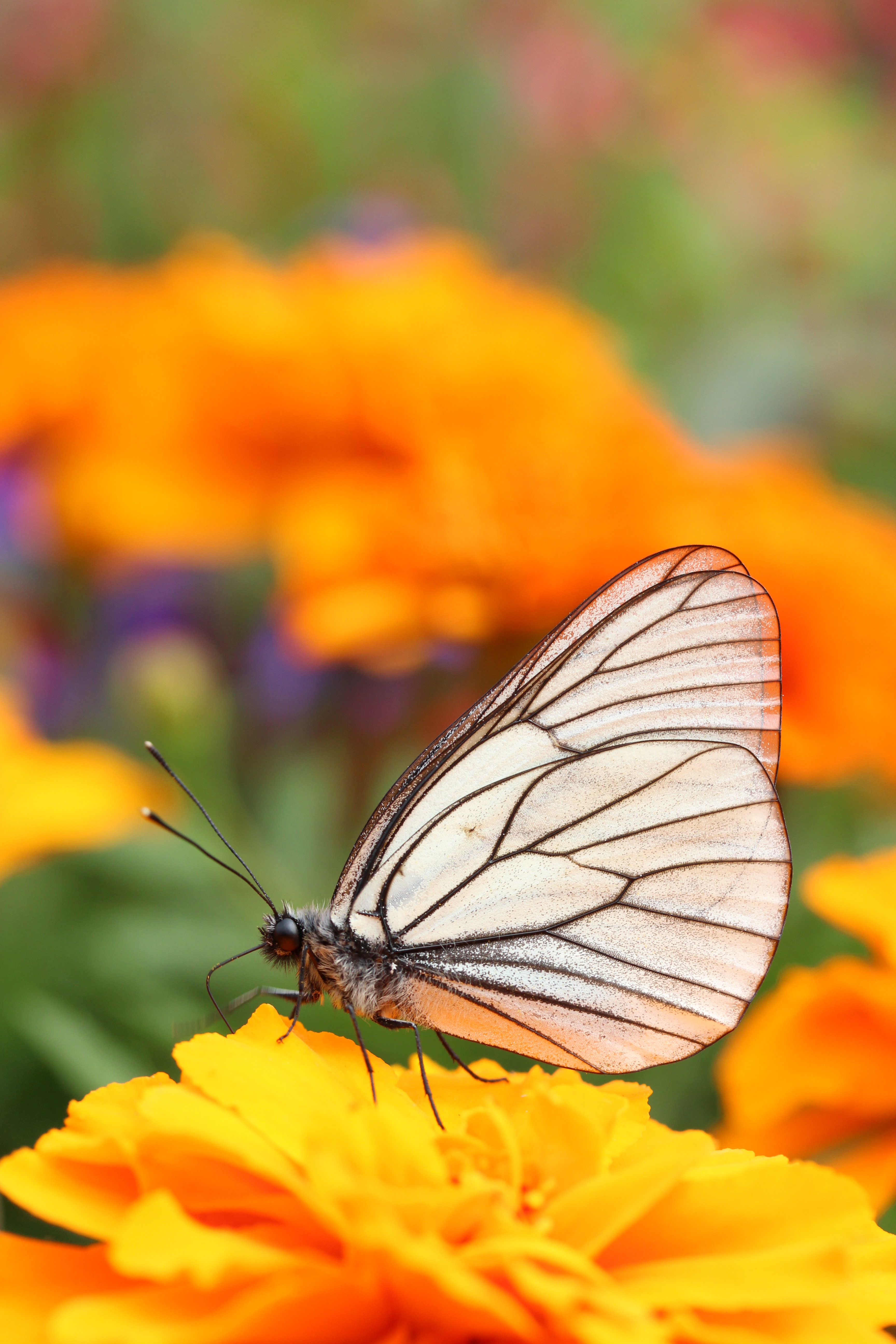 構えてタッチで測距点動かしてのAF撮影。こういうときにタッチシャッターを使えばいいんだなってことを、キャプション書きながら思い出したり。EF-S 60mm F2.8 Macro USM / 絞り優先AE / 1/500秒 / F5.6 / 1EV / ISO400 / WB：太陽光 / 60mm