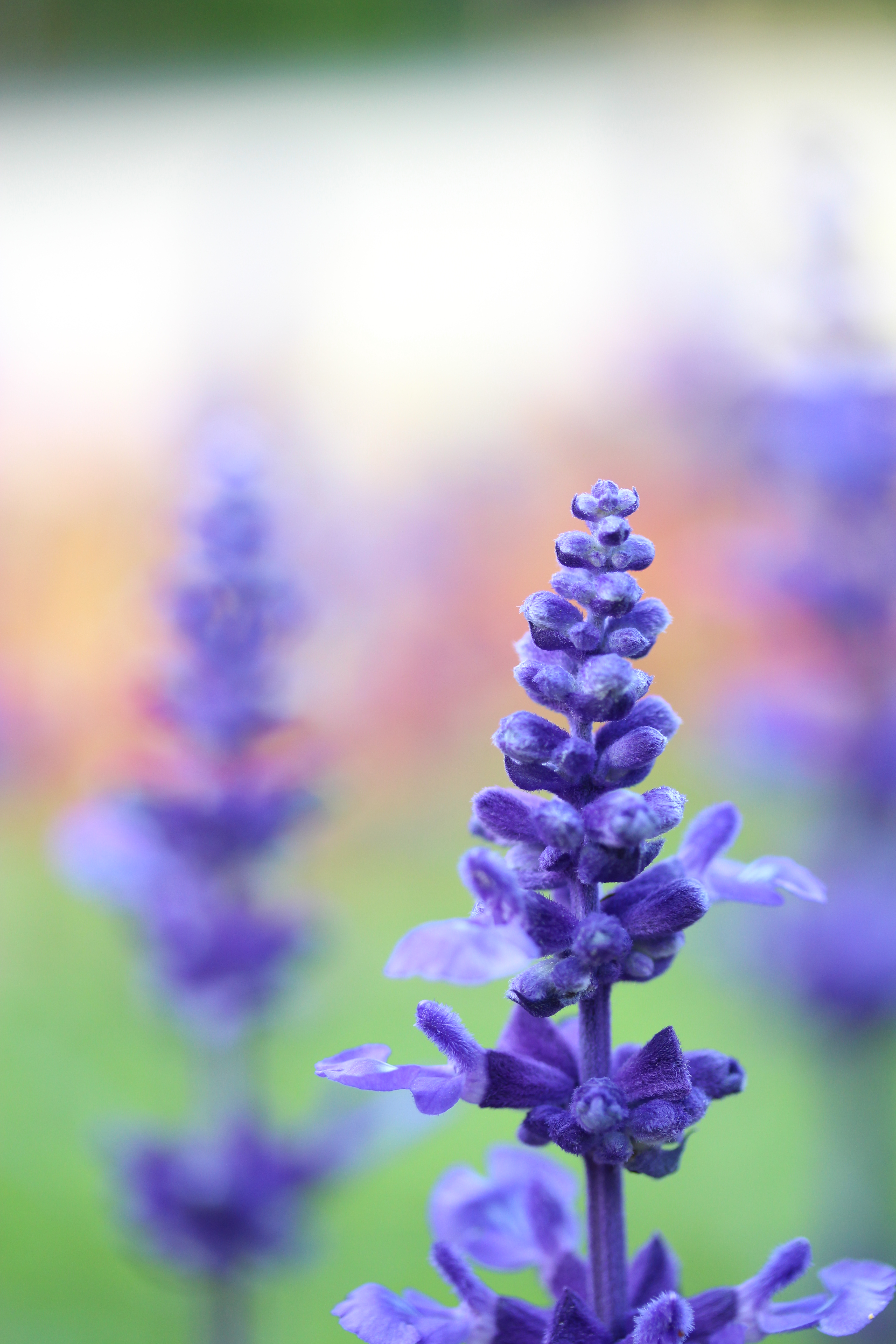 正直言って、あまり期待してなかった新ファームだが、EF-Sレンズが予想以上のスピードで動いてくれるのでけっこう感動している。EF-S 60mm F2.8 Macro USM / 絞り優先AE / 1/320秒 / F2.8 / 1EV / ISO400 / WB：太陽光 / 60mm